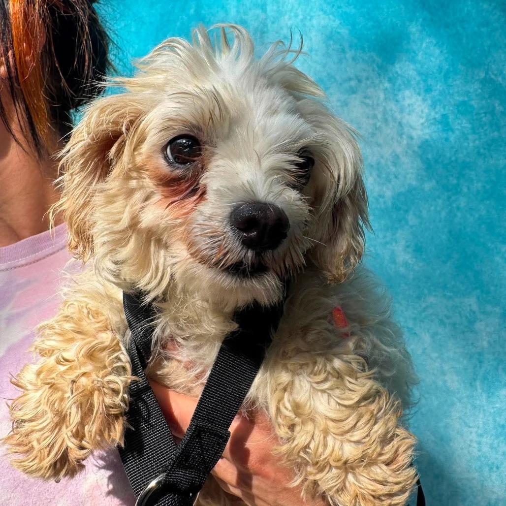 Linda, a Adoptable mixed breed in St. Charles, IL image 3/5