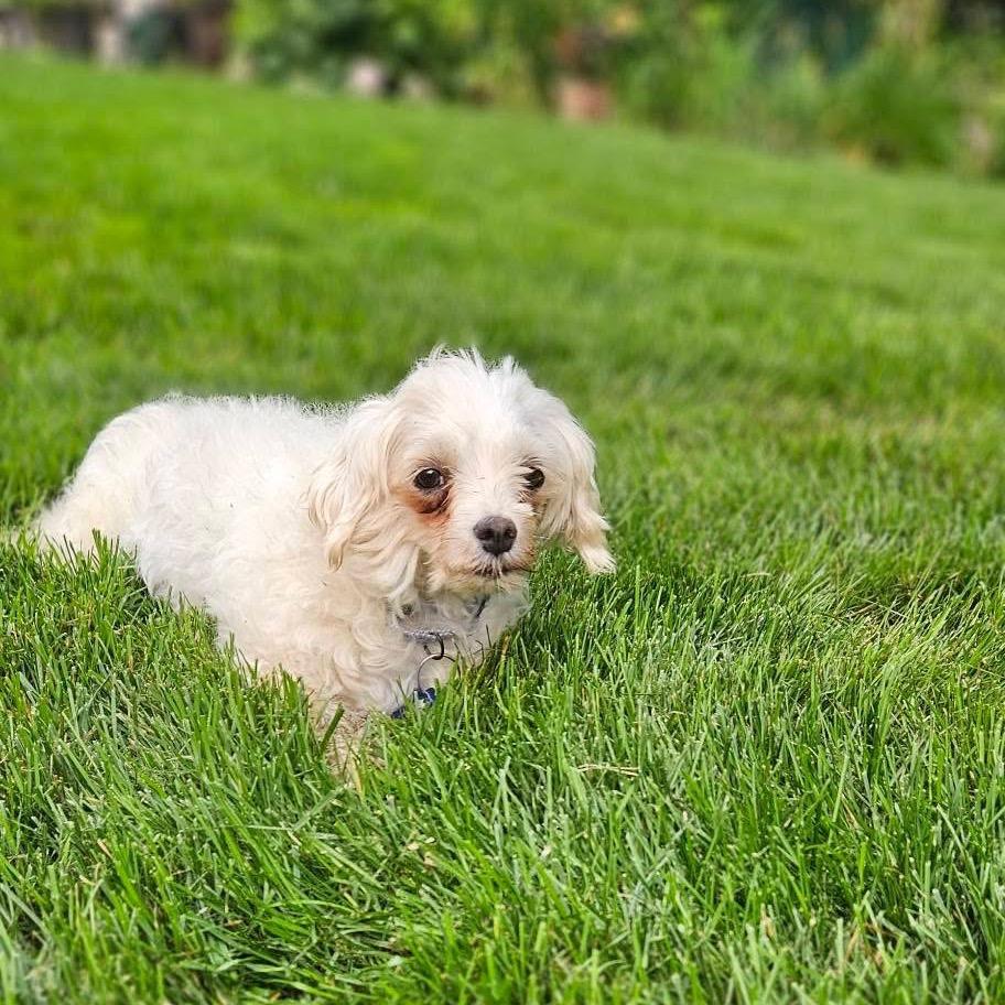 Linda, a Adoptable mixed breed in St. Charles, IL image 4/5