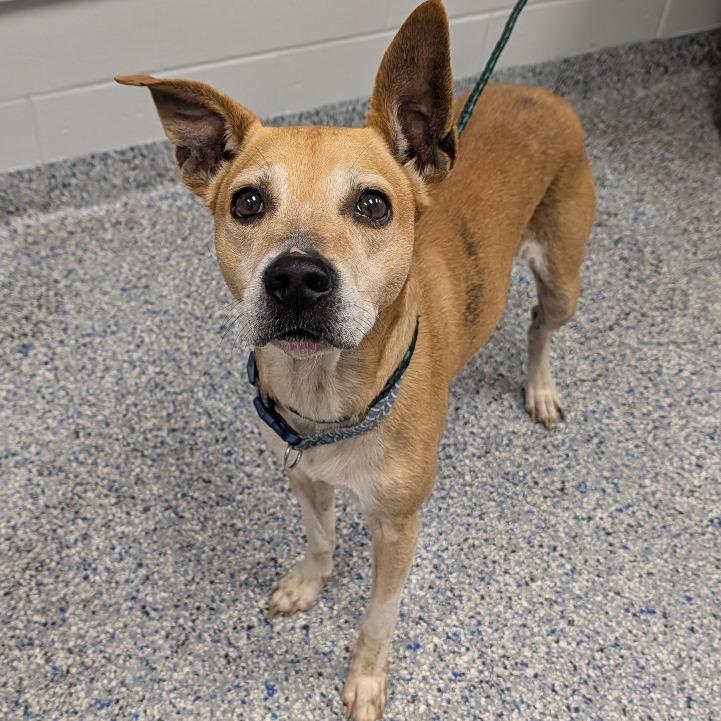 Apache, Adoptable, Senior Male Carolina Dog & Mixed Breed.