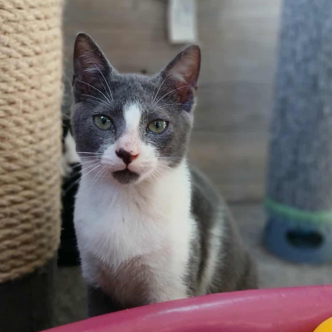 Thorton, Adoptable, Kitten Male Cornish Rex.