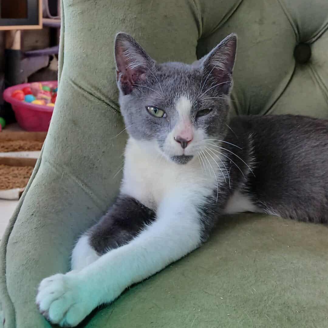 Thorton, a Adoptable mixed breed in Saugerties, NY image 5/6