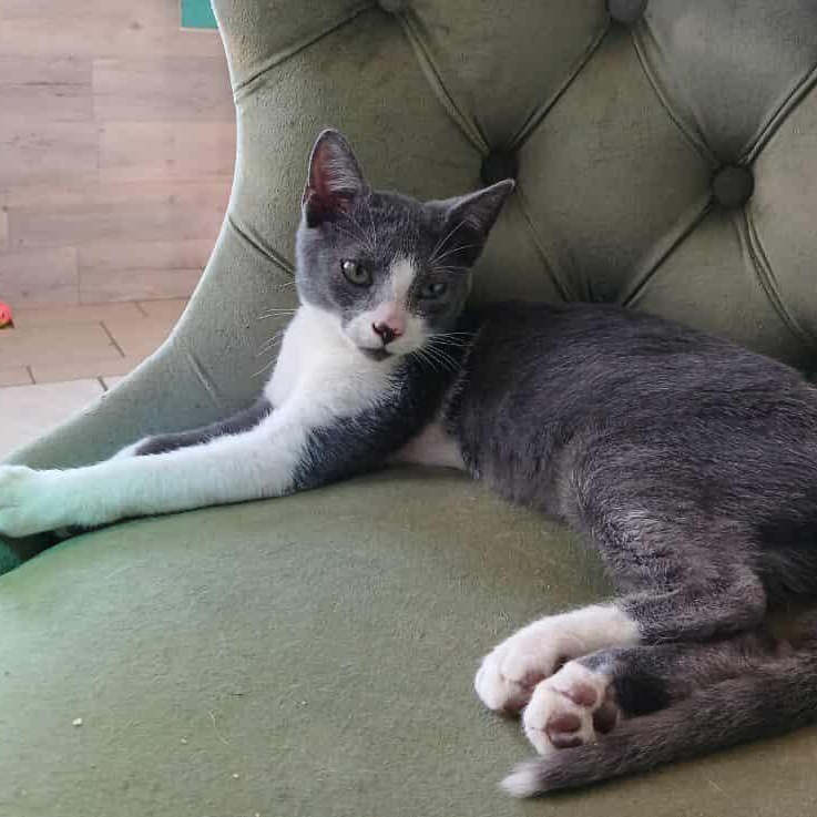 Thorton, a Adoptable mixed breed in Saugerties, NY image 6/6