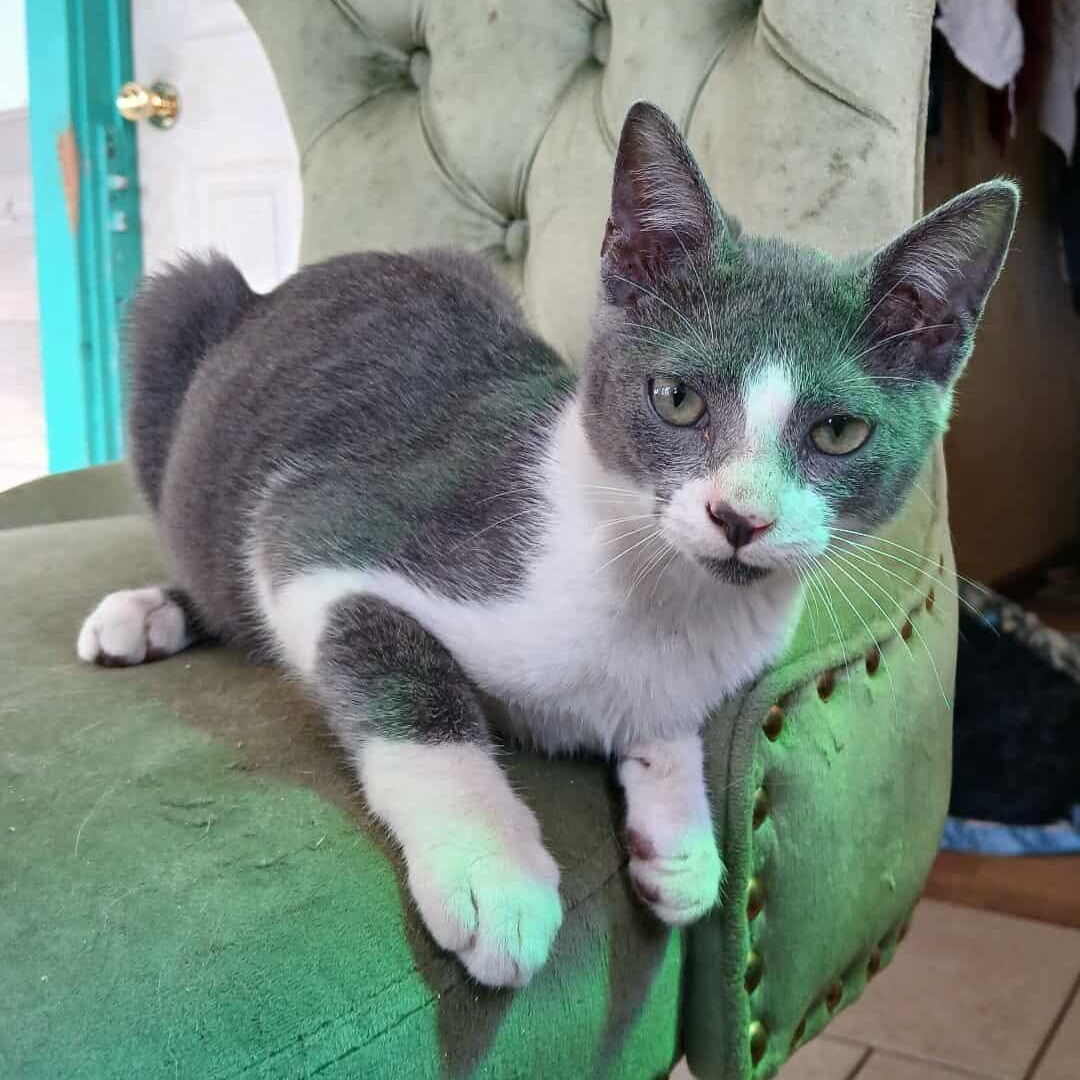 Thorton, a Adoptable mixed breed in Saugerties, NY image 2/6