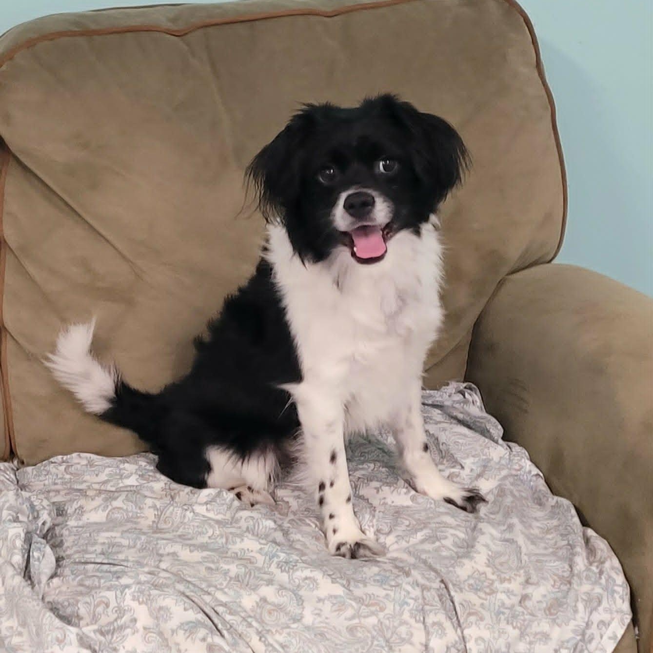 Nova, Charming Boy, a Adoptable mixed breed in Meriden, CT image 6/6