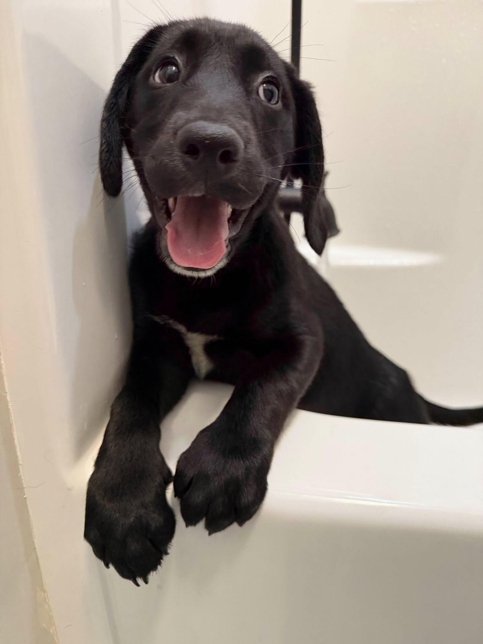 Enlarge Cherry, a Adopted Labrador Retriever in Greenville, SC image 1/3