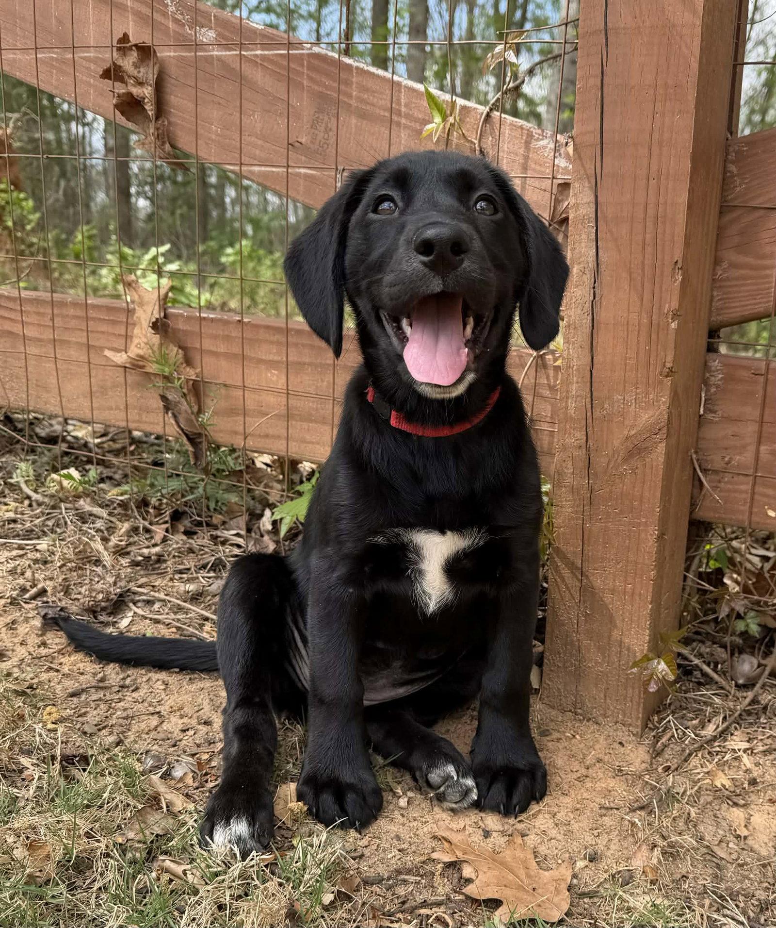 Enlarge Cherry, a Adopted Labrador Retriever in Greenville, SC image 3/3