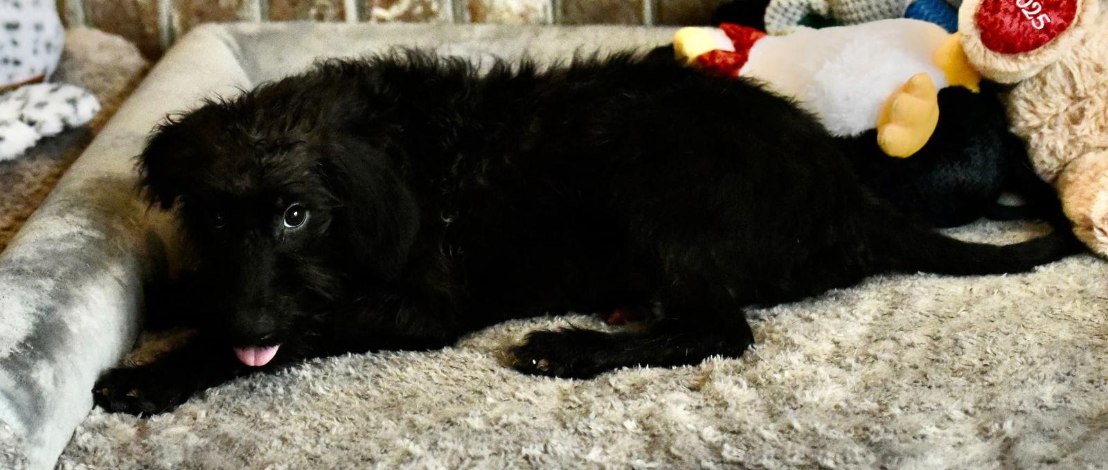 Enlarge Vadar, a Adoptable Poodle in Mechanicsburg, PA image 2/3