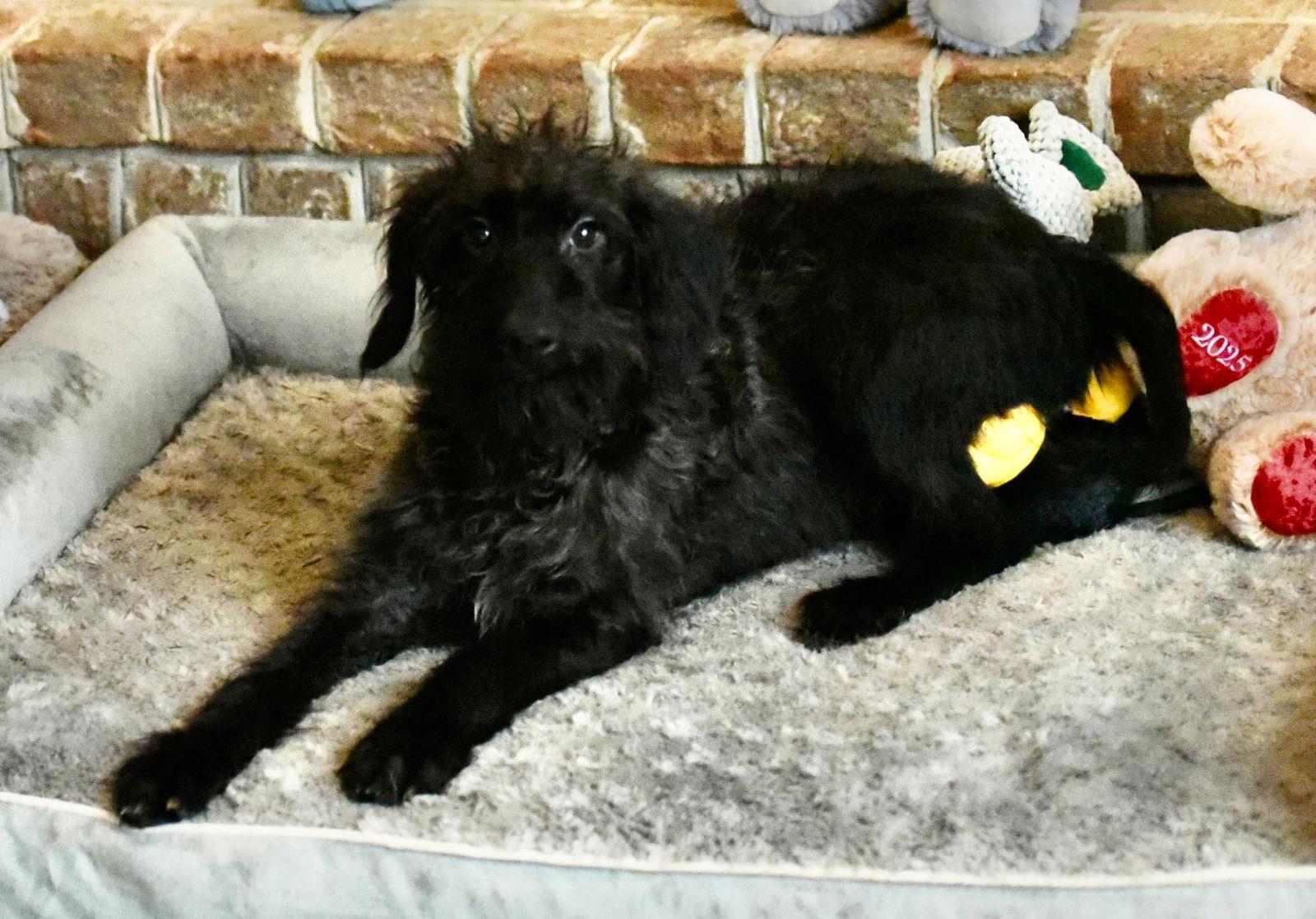 Vadar, Adoptable, Puppy Male Poodle.