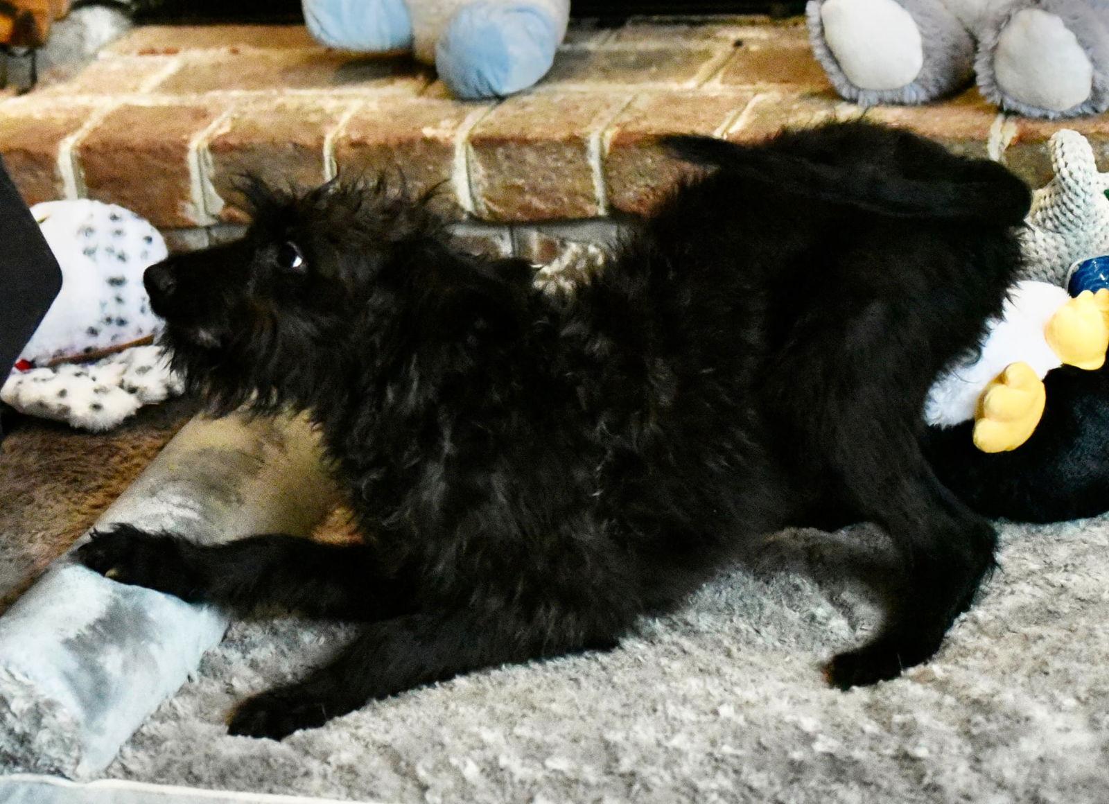 Enlarge Vadar, a Adoptable Poodle in Mechanicsburg, PA image 3/3