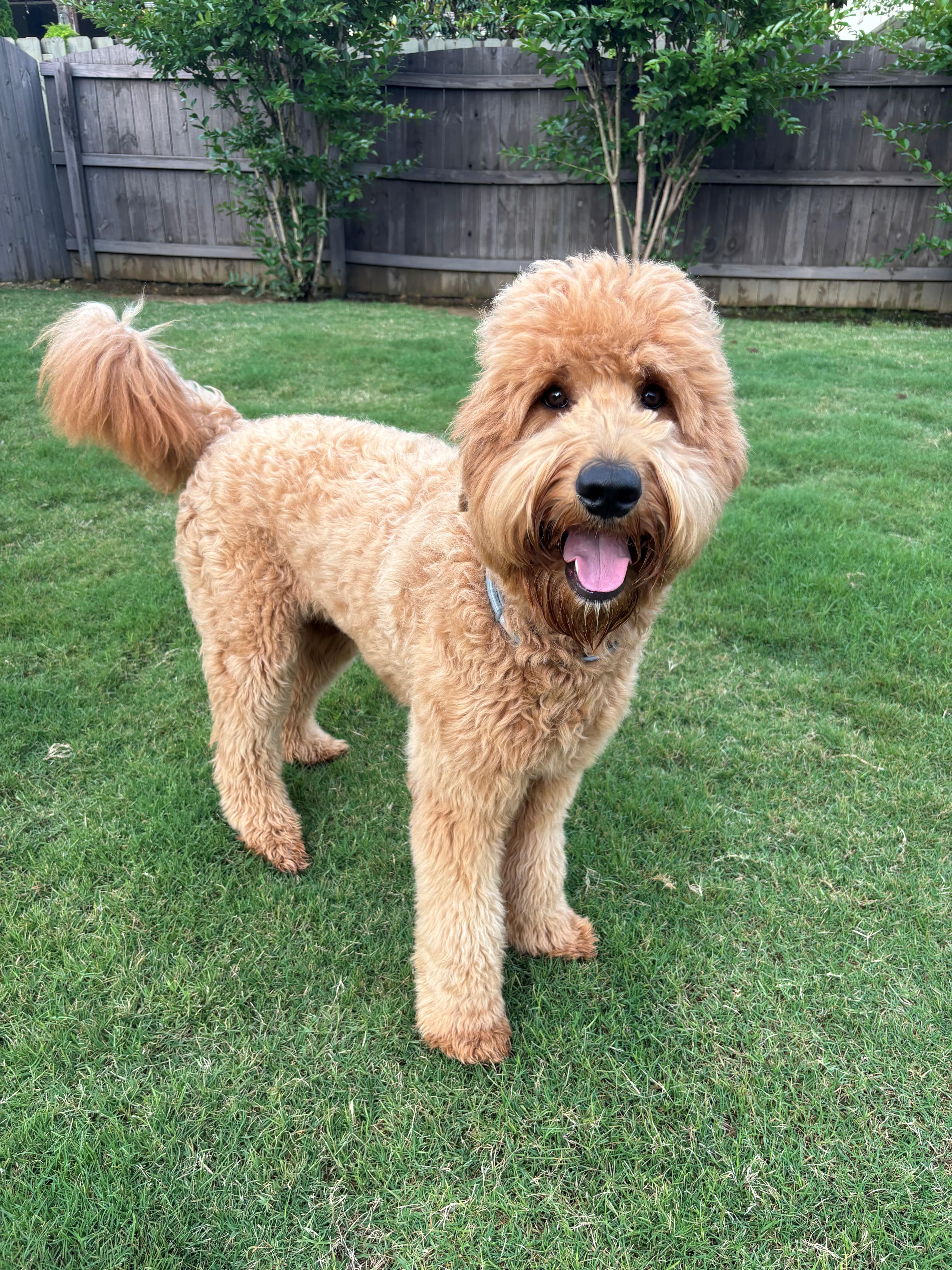 Enlarge NYLA-ALABAMA, a Adoptable Goldendoodle in Owens Cross Roads, AL image 5/6