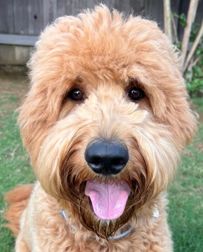 NYLA-ALABAMA, Adoptable, Young Female Goldendoodle.