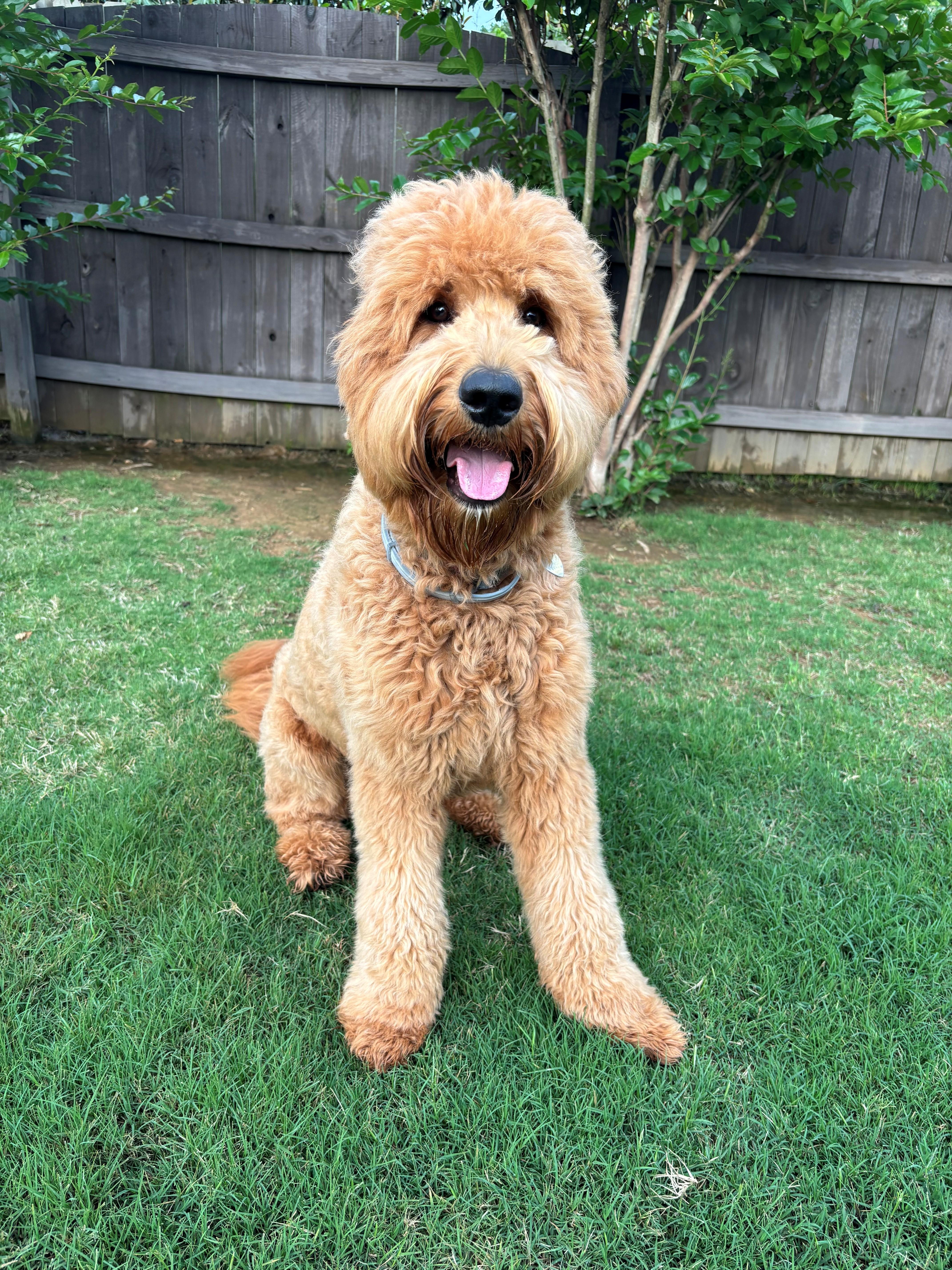 Enlarge NYLA-ALABAMA, a Adoptable Goldendoodle in Owens Cross Roads, AL image 3/6