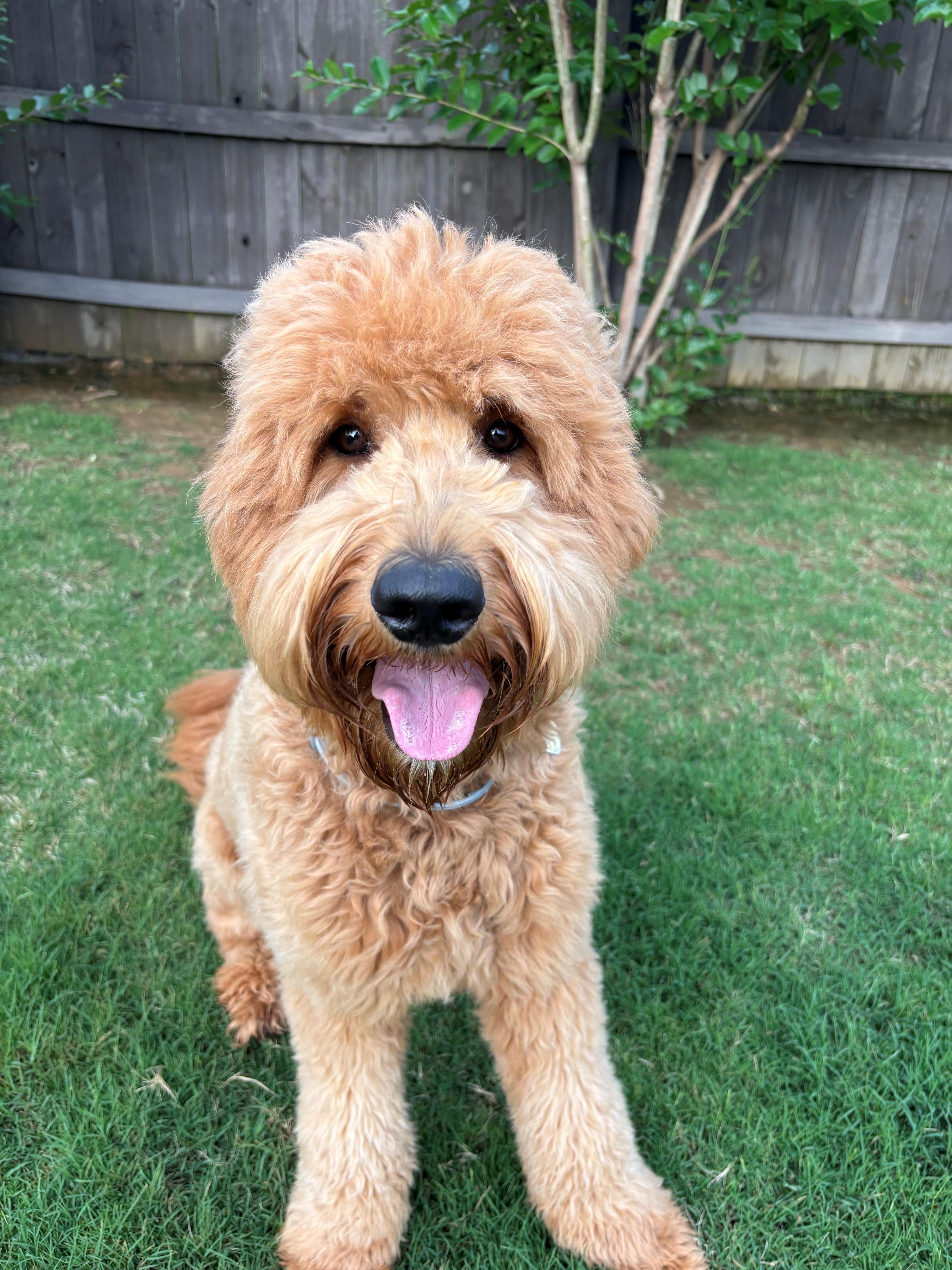 Enlarge NYLA-ALABAMA, a Adoptable Goldendoodle in Owens Cross Roads, AL image 4/6