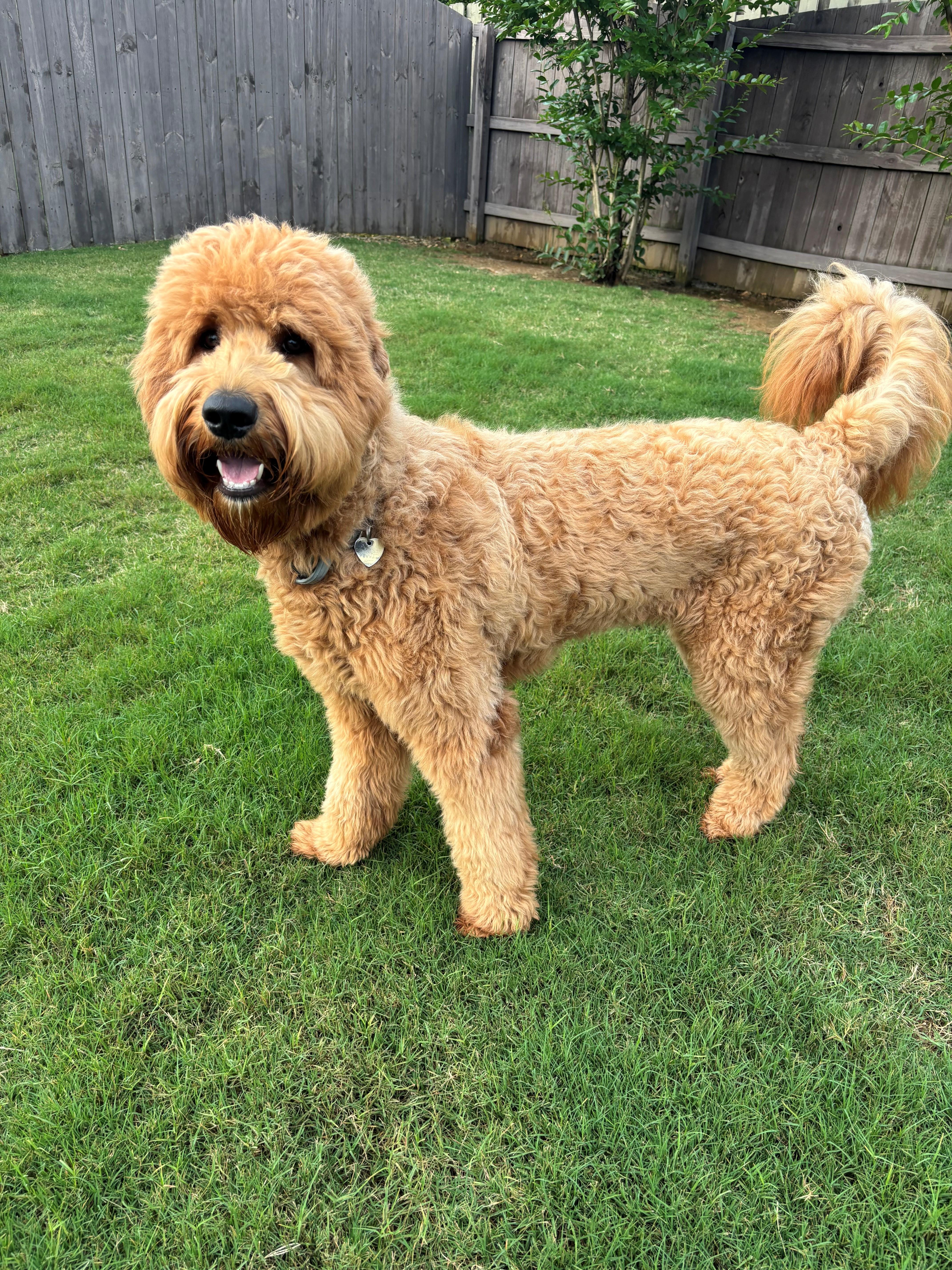 Enlarge NYLA-ALABAMA, a Adoptable Goldendoodle in Owens Cross Roads, AL image 2/6