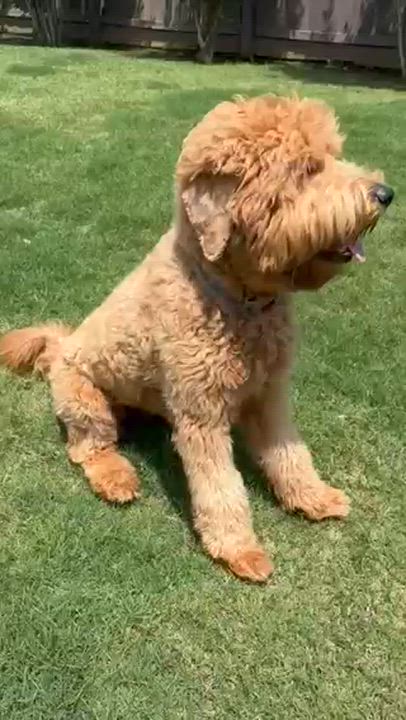Enlarge NYLA-ALABAMA, a Adoptable Goldendoodle in Owens Cross Roads, AL video 6/6