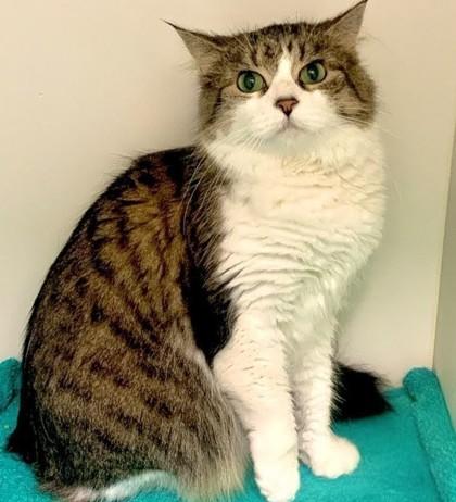 Gigi, Adoptable, Adult Female Domestic Medium Hair & Domestic Short Hair.