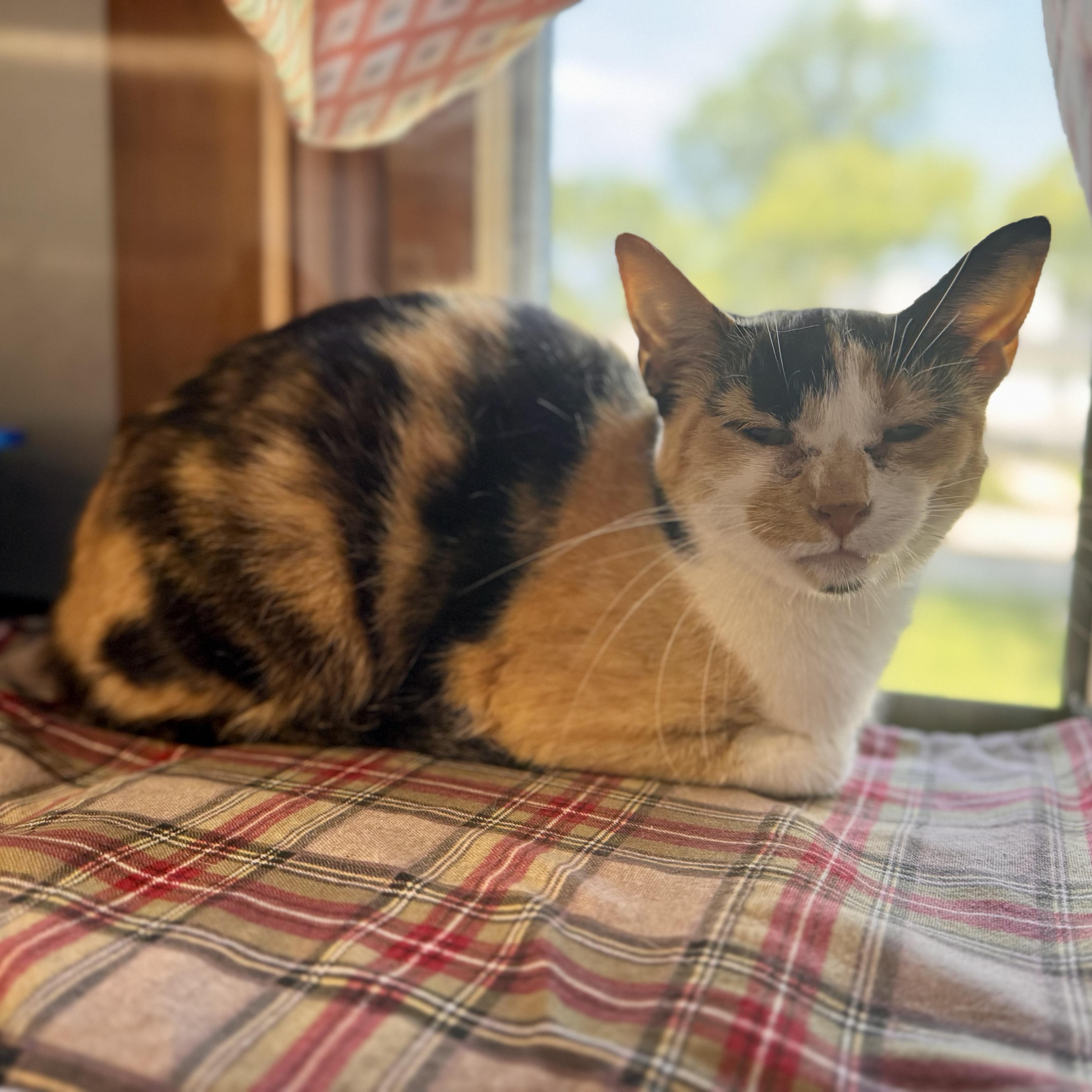 Enlarge Kitty Poppins, a ADOPTABLE Domestic Short Hair in Midland, MI image 1/1