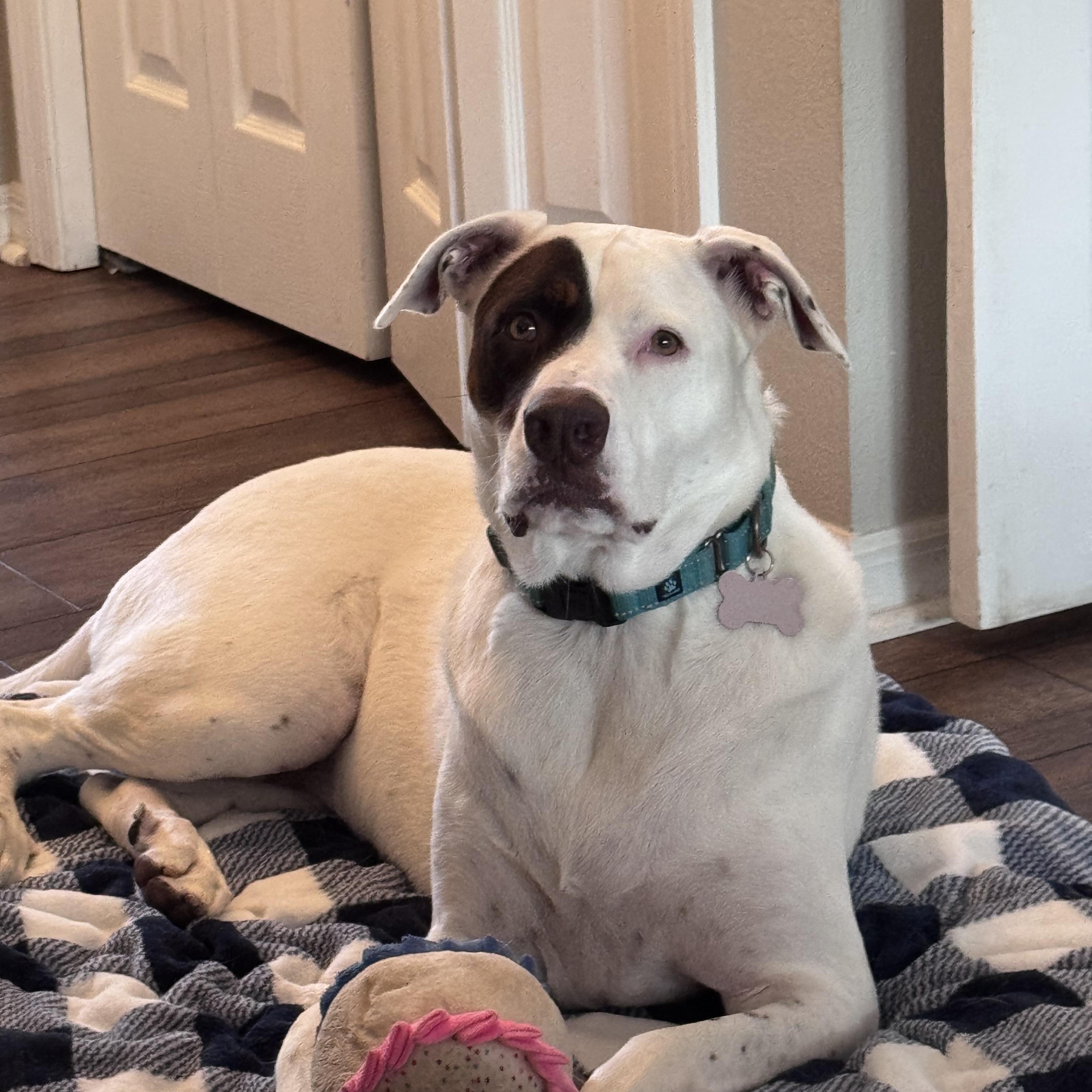 Baby Star, Adopted, Adult Female Labrador Retriever & Boxer.