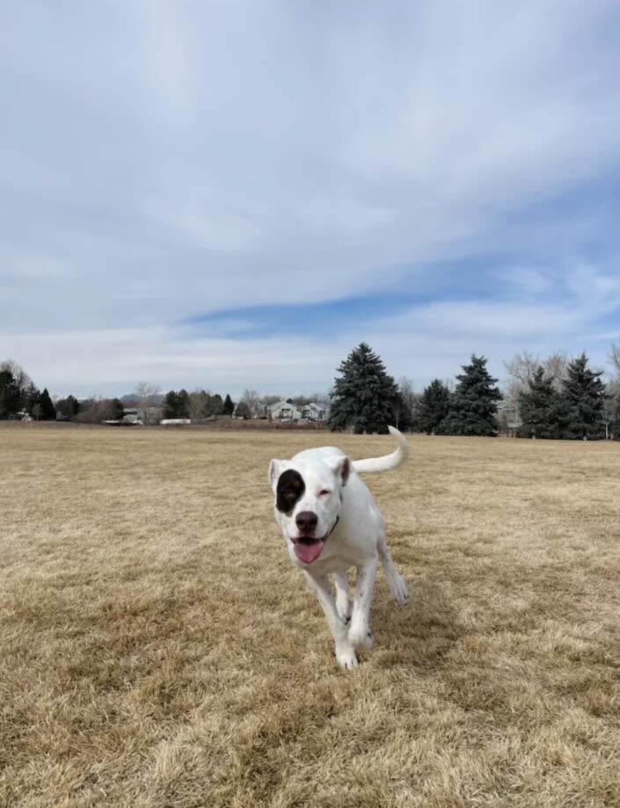 Enlarge Baby Star, a Adopted mixed breed in Arvada, CO image 2/2