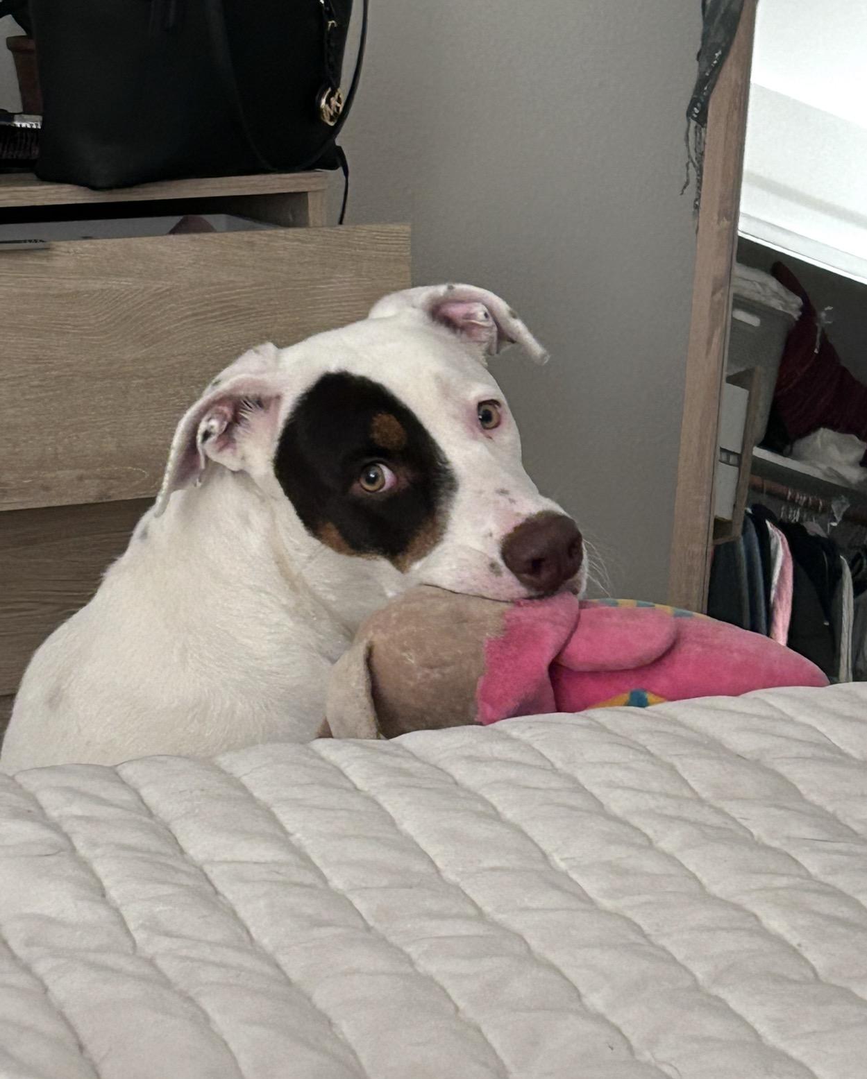 Baby Star, Adoptable, Adult Female Labrador Retriever & Boxer.