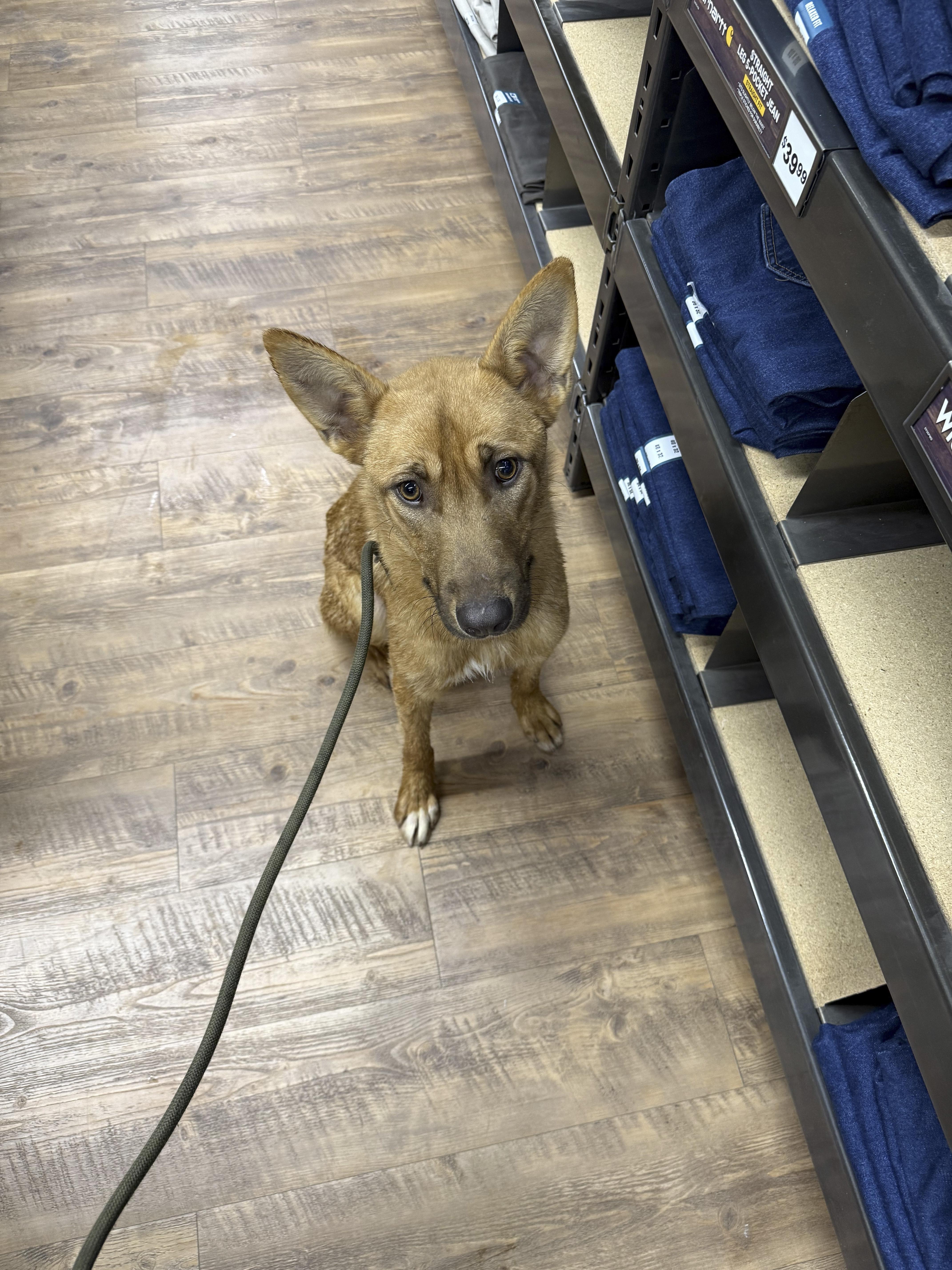 Enlarge Jax, a Adoptable Shepherd in Standish, MI image 3/4