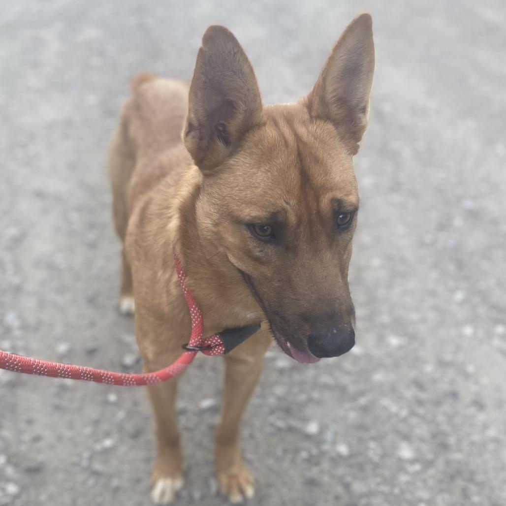Jax, Adoptable, Adult Male Shepherd.