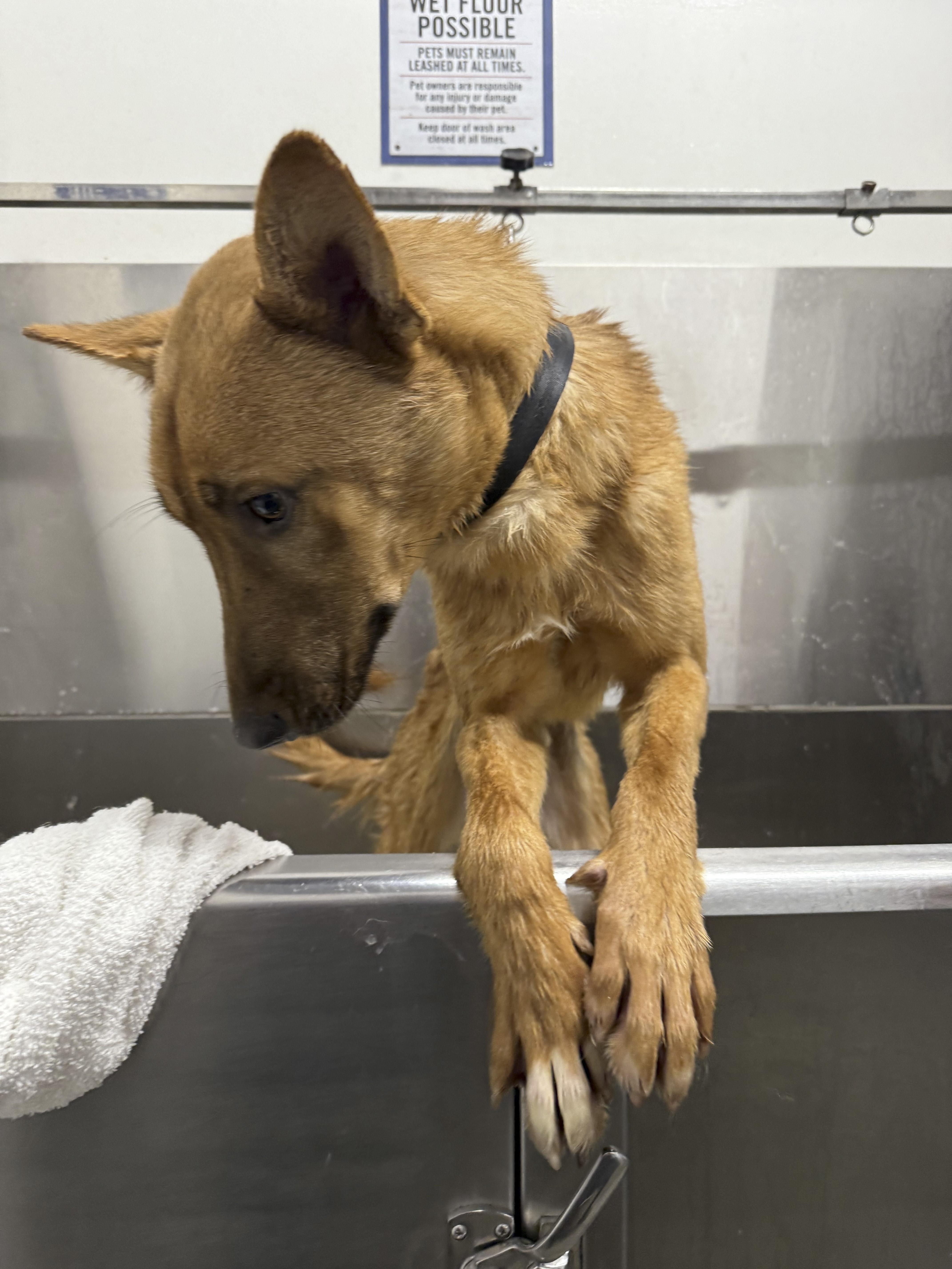 Jax, Adoptable, Adult Male Shepherd.