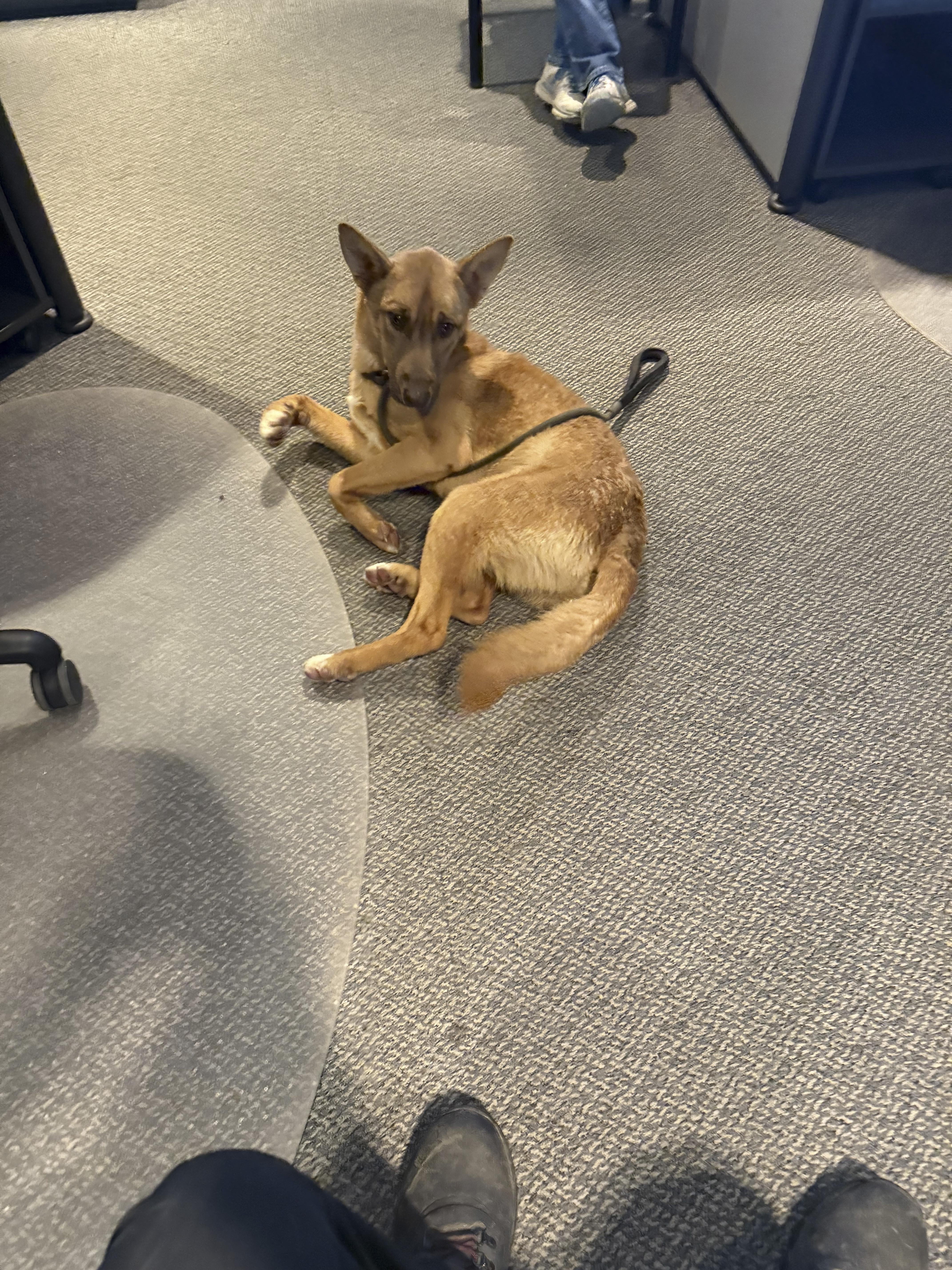 Enlarge Jax, a Adoptable Shepherd in Standish, MI image 2/4