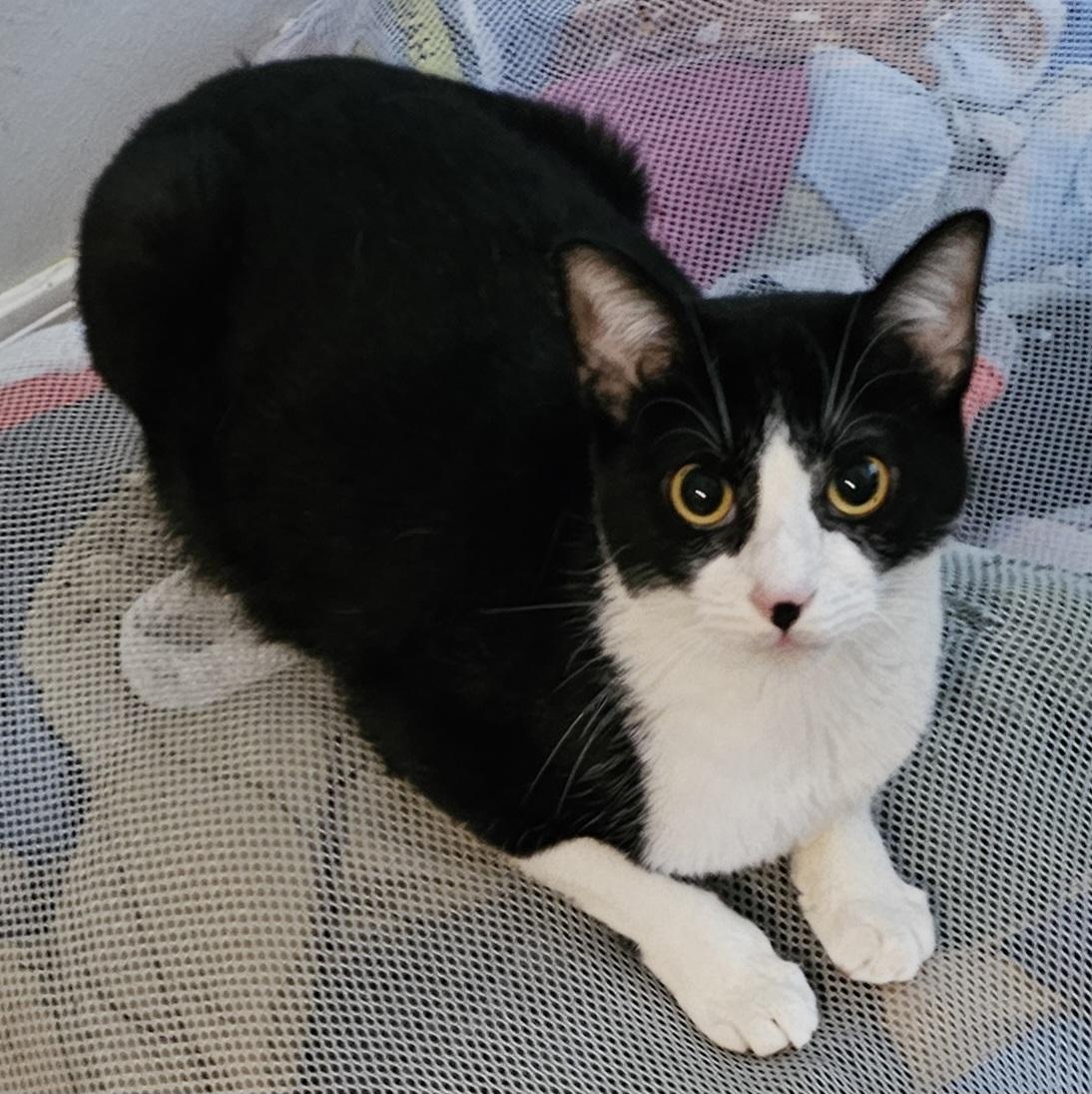 Lady Dalhia, Adoptable, Kitten Female Tuxedo & Domestic Short Hair.