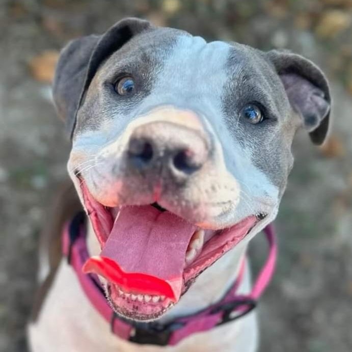 Dog for adoption Big Mama, a Pit Bull Terrier & American