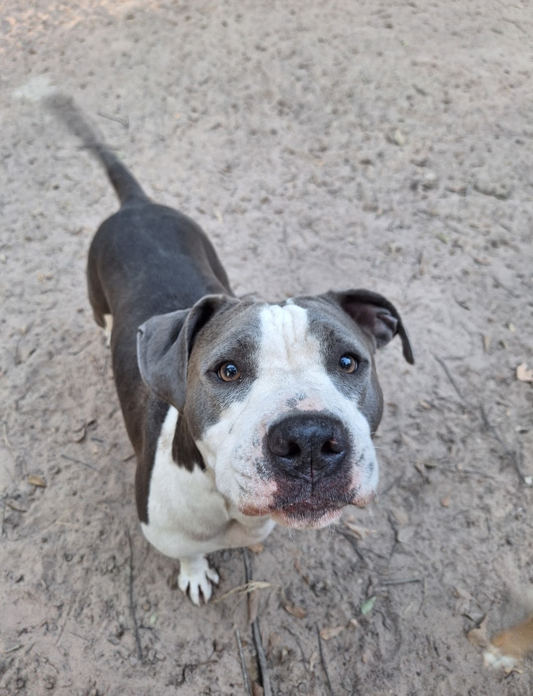 Dog for adoption Big Mama, a Pit Bull Terrier & American