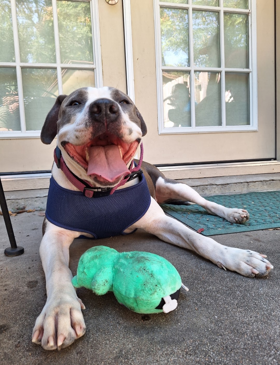 Dog for adoption Big Mama, a Pit Bull Terrier & American