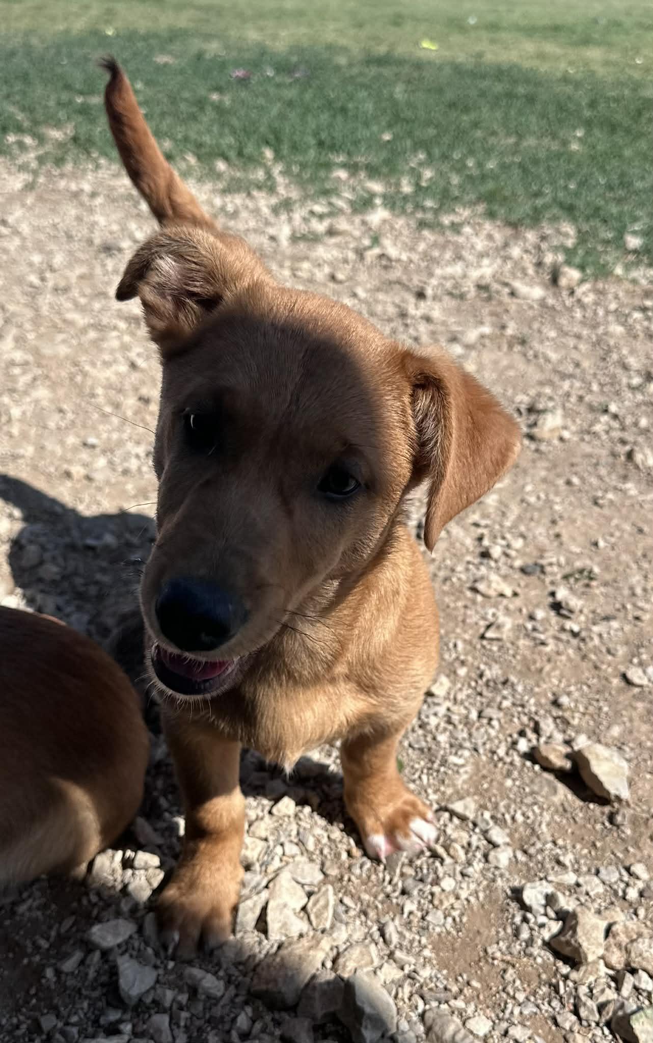 Enlarge Shamrock, an adopted mixed breed in Graham, TX image 4/4
