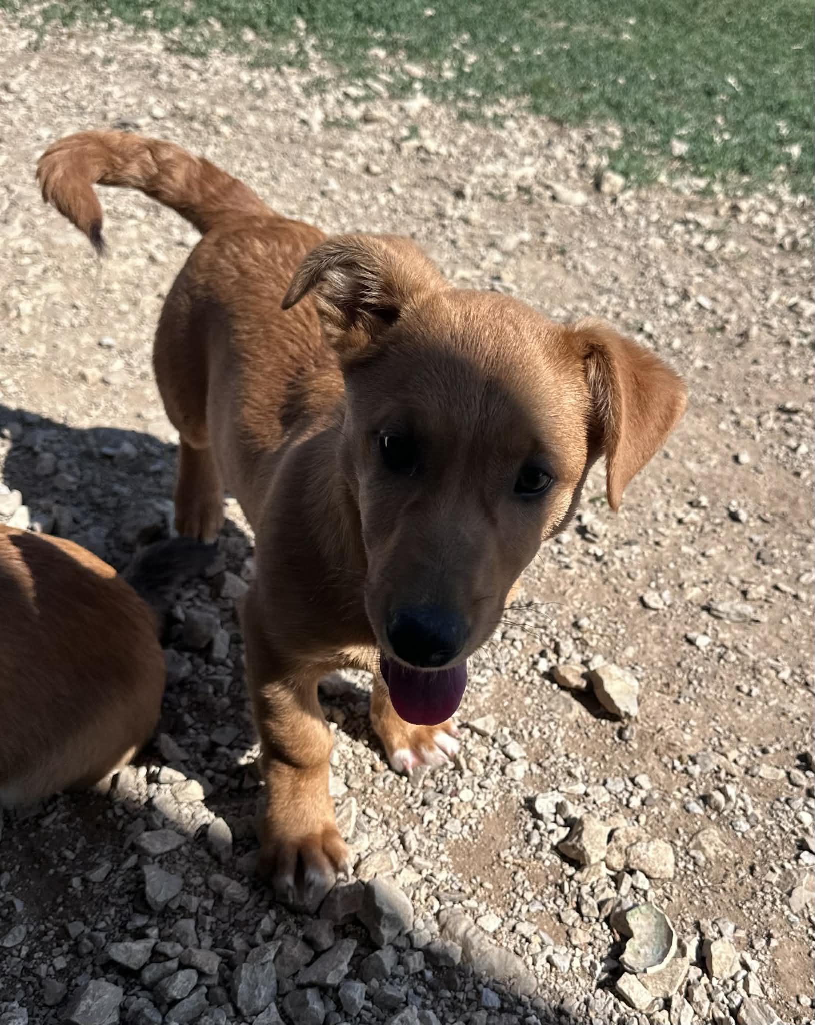 Enlarge Shamrock, an adopted mixed breed in Graham, TX image 3/4