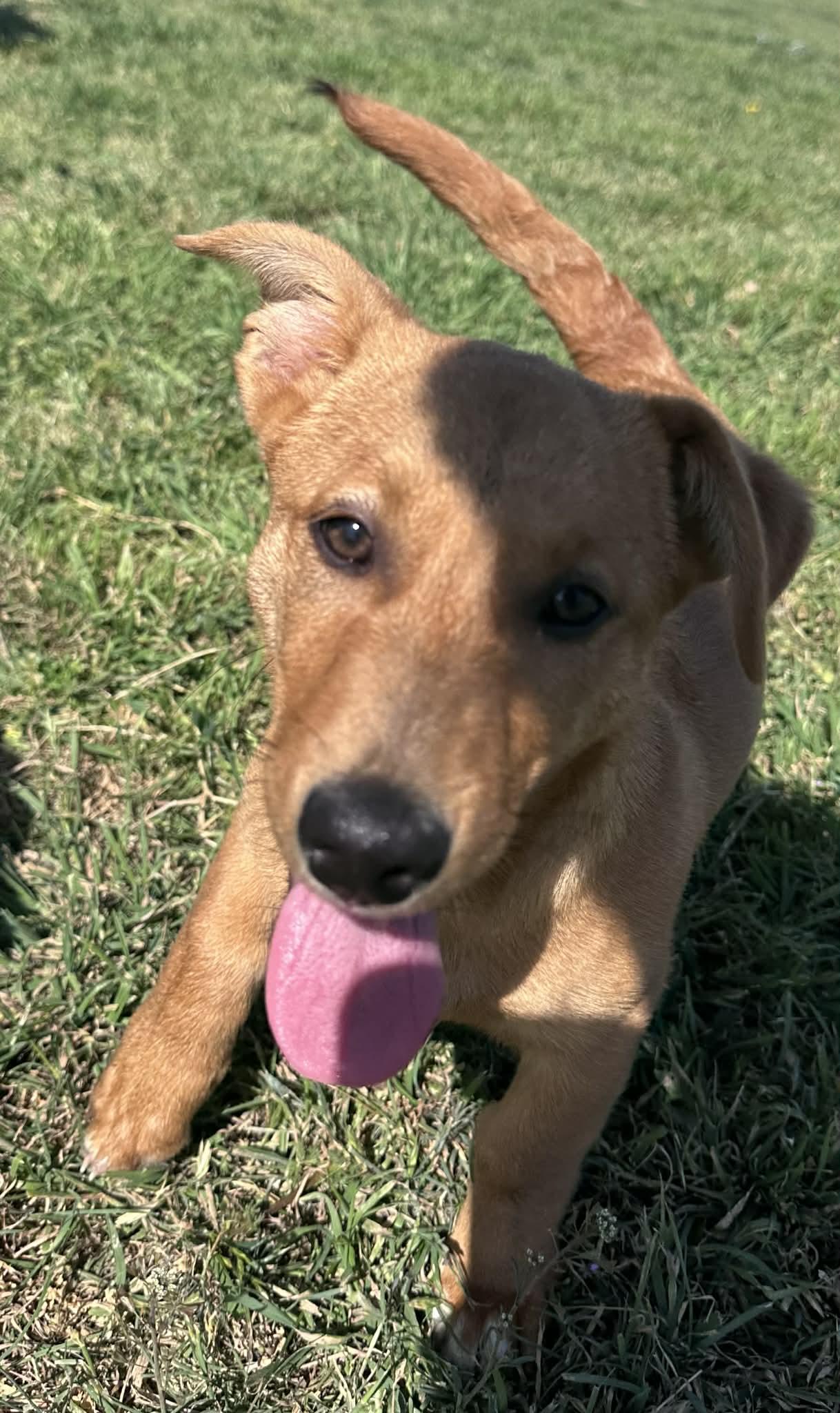 Enlarge Shamrock, an adopted mixed breed in Graham, TX image 2/4