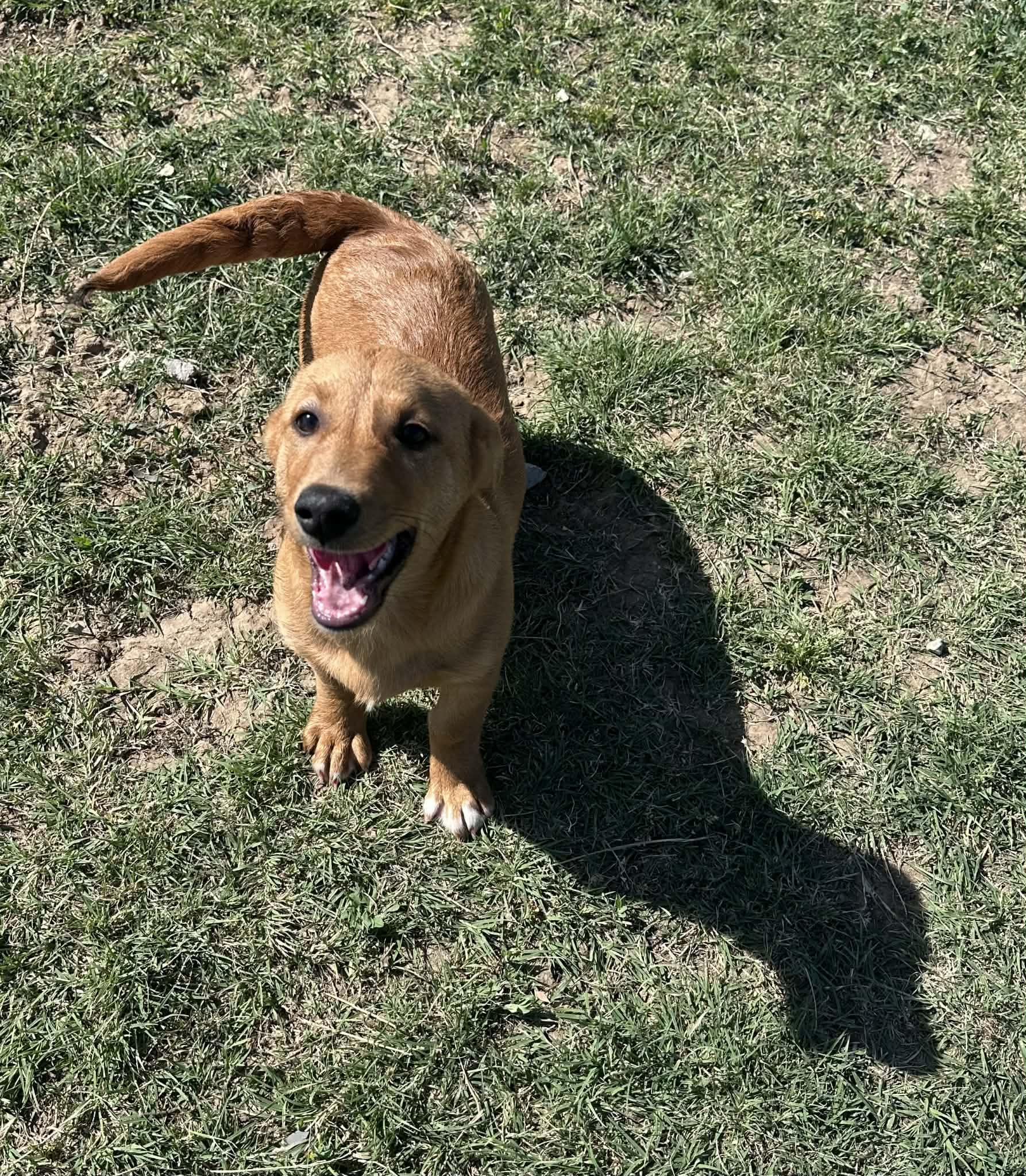 Enlarge Shamrock, an adopted mixed breed in Graham, TX image 1/4