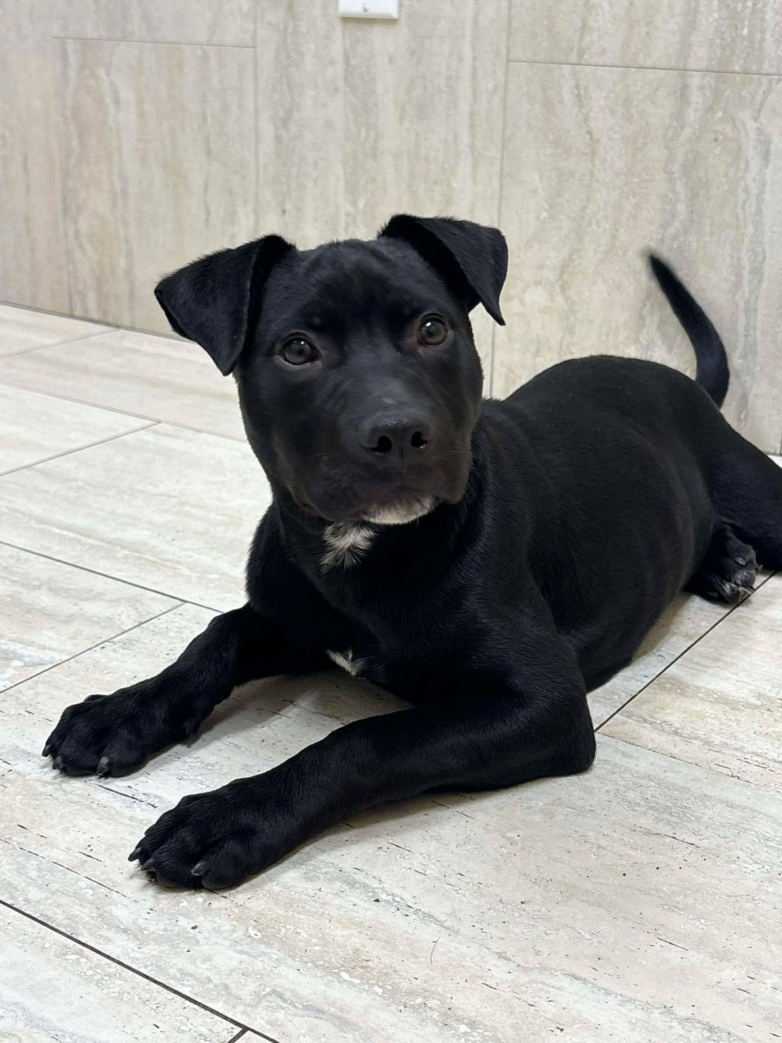 Zada, Adopted, Puppy Female Terrier.