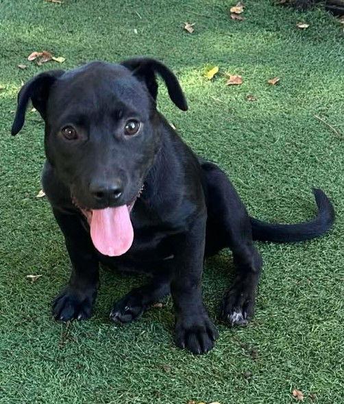 Zada, a Adopted Terrier in Pompano Beach, FL image 2/3