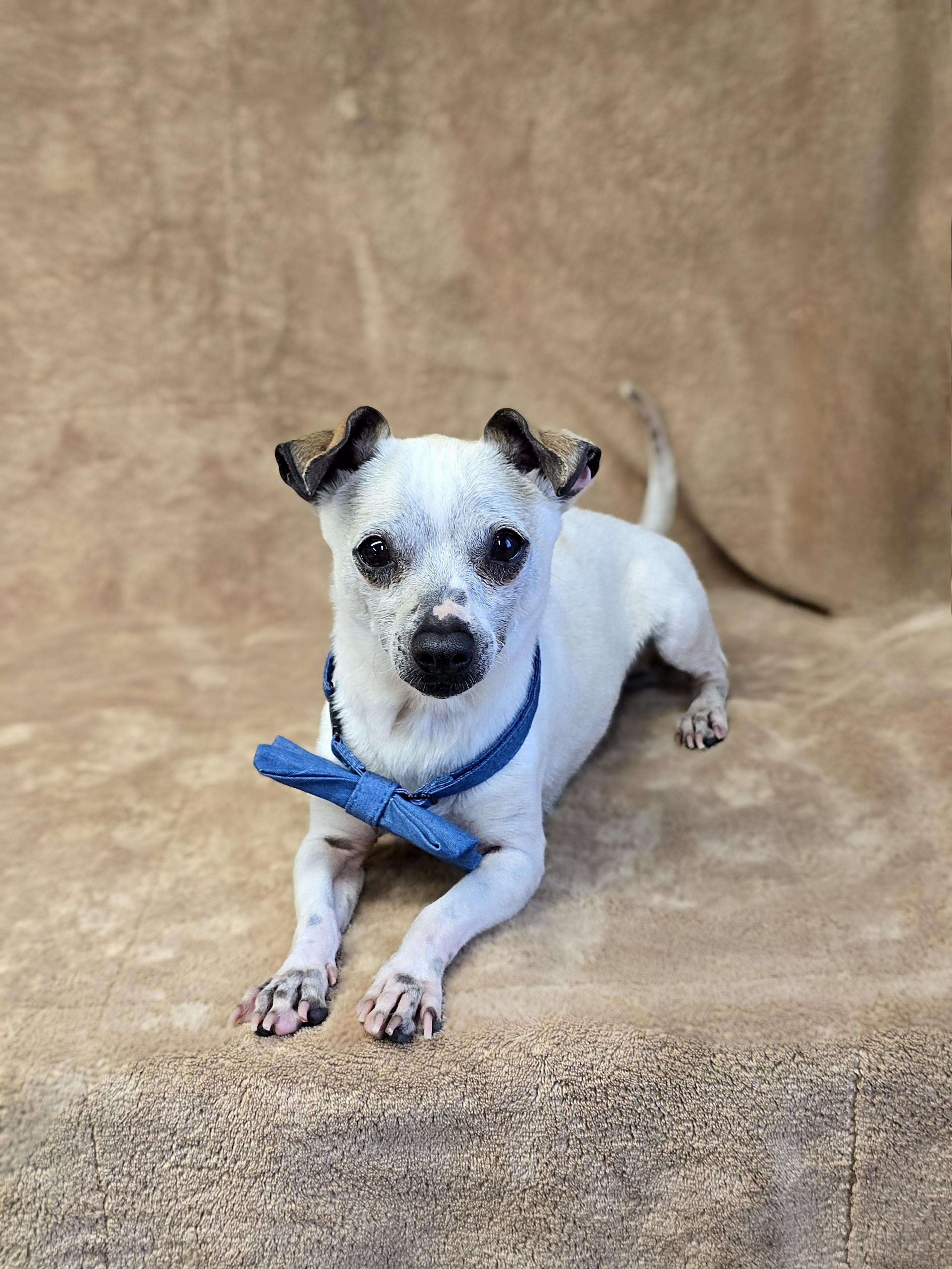 Kiwi, a Adoptable Chihuahua in San Pedro, CA image 3/5