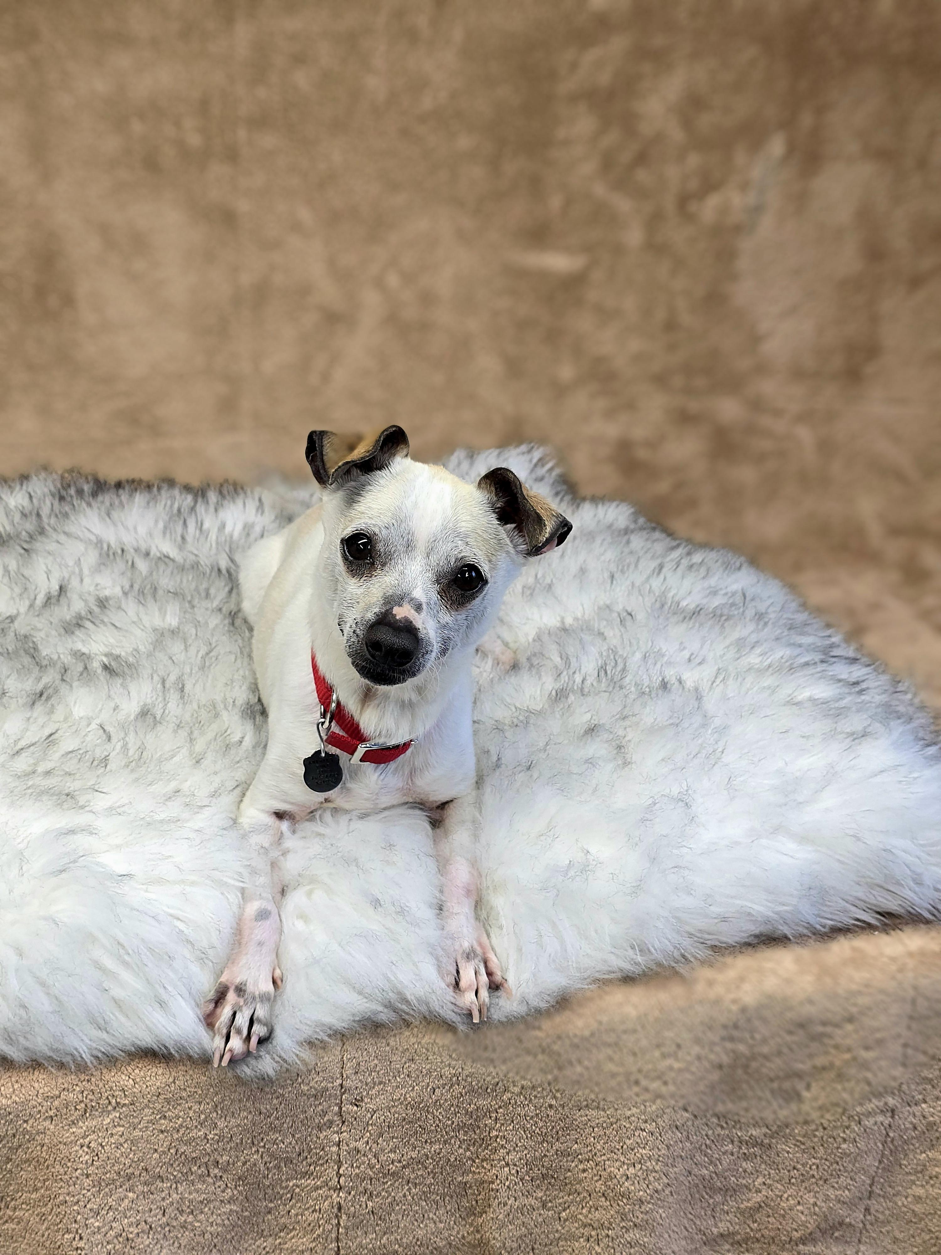 Kiwi, a Adoptable Chihuahua in San Pedro, CA image 4/5