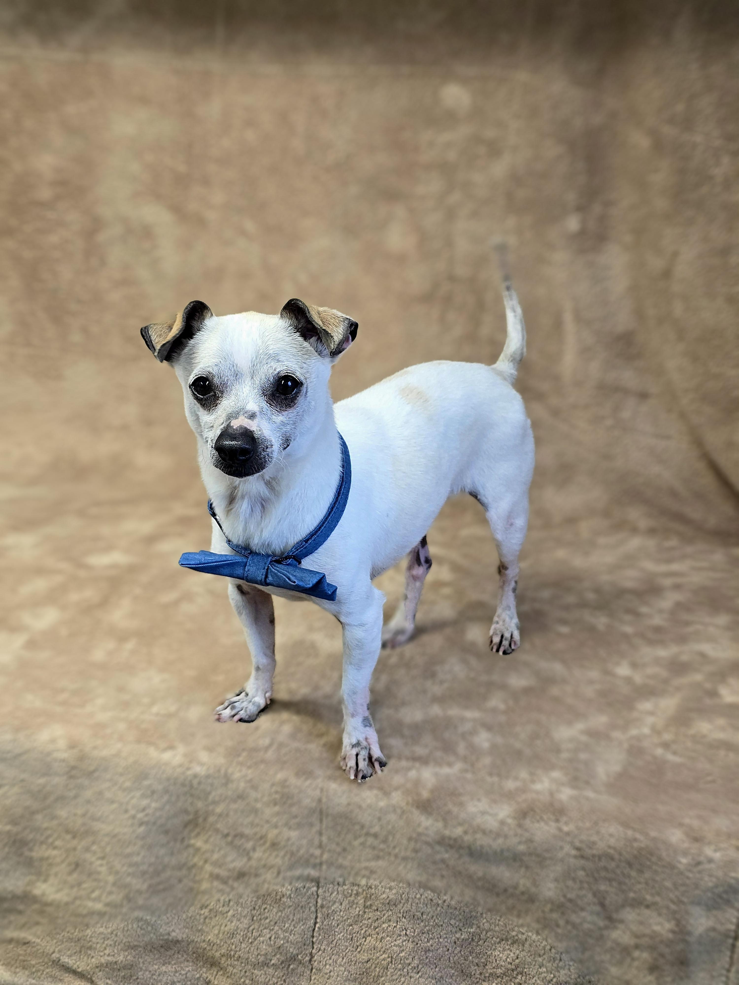 Kiwi, a Adoptable Chihuahua in San Pedro, CA image 5/5