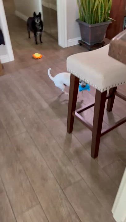 Enlarge Kiwi, a Adoptable Chihuahua in San Pedro, CA video 2/5