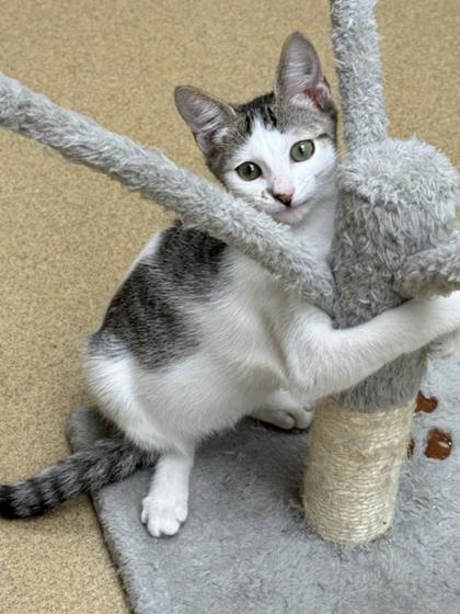 Enlarge Trixie, a Adoptable Domestic Short Hair in Pompano Beach, FL image 1/1