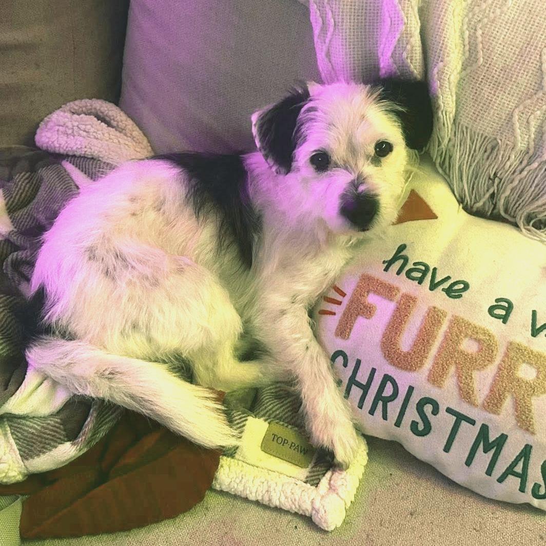 Enlarge Ferrell, a Adoptable mixed breed in Eugene, OR image 1/3