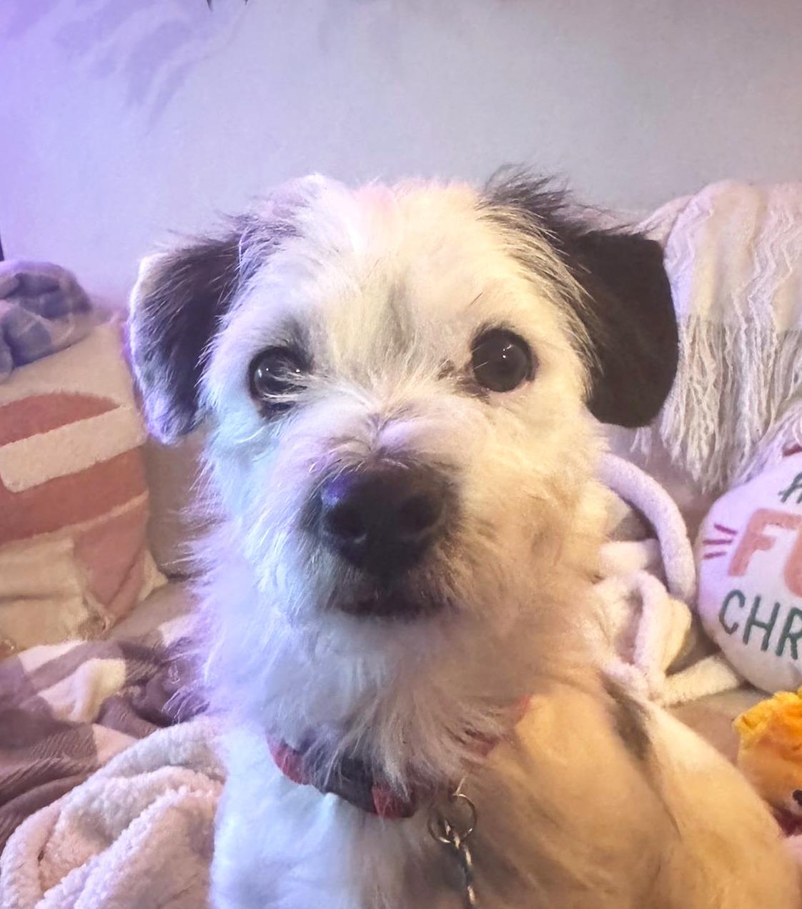 Enlarge Ferrell, a Adoptable mixed breed in Eugene, OR image 2/3