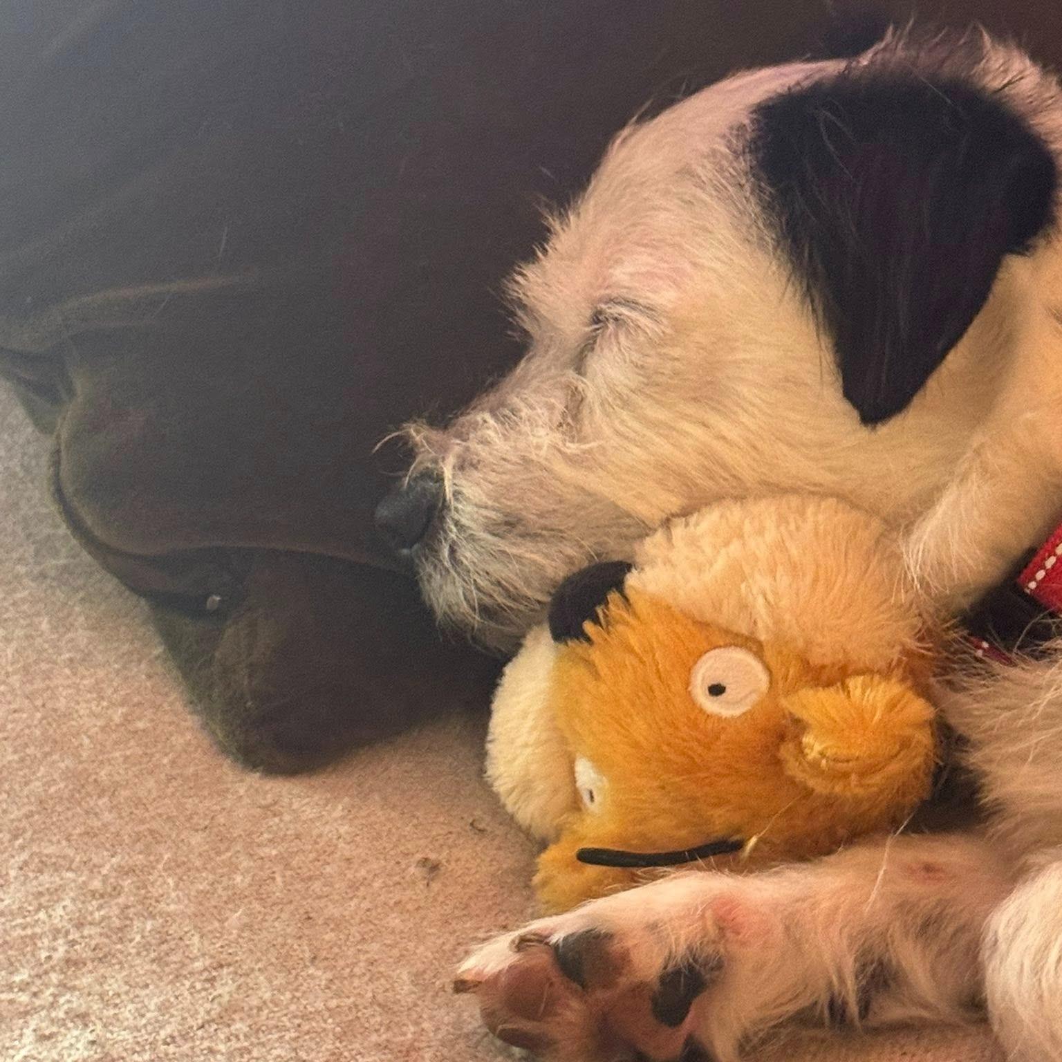 Enlarge Ferrell, a Adoptable mixed breed in Eugene, OR image 3/3