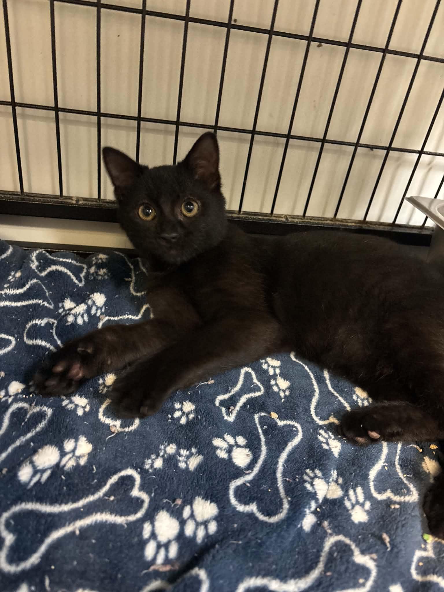 Roo, Adoptable, Kitten Male Domestic Short Hair.