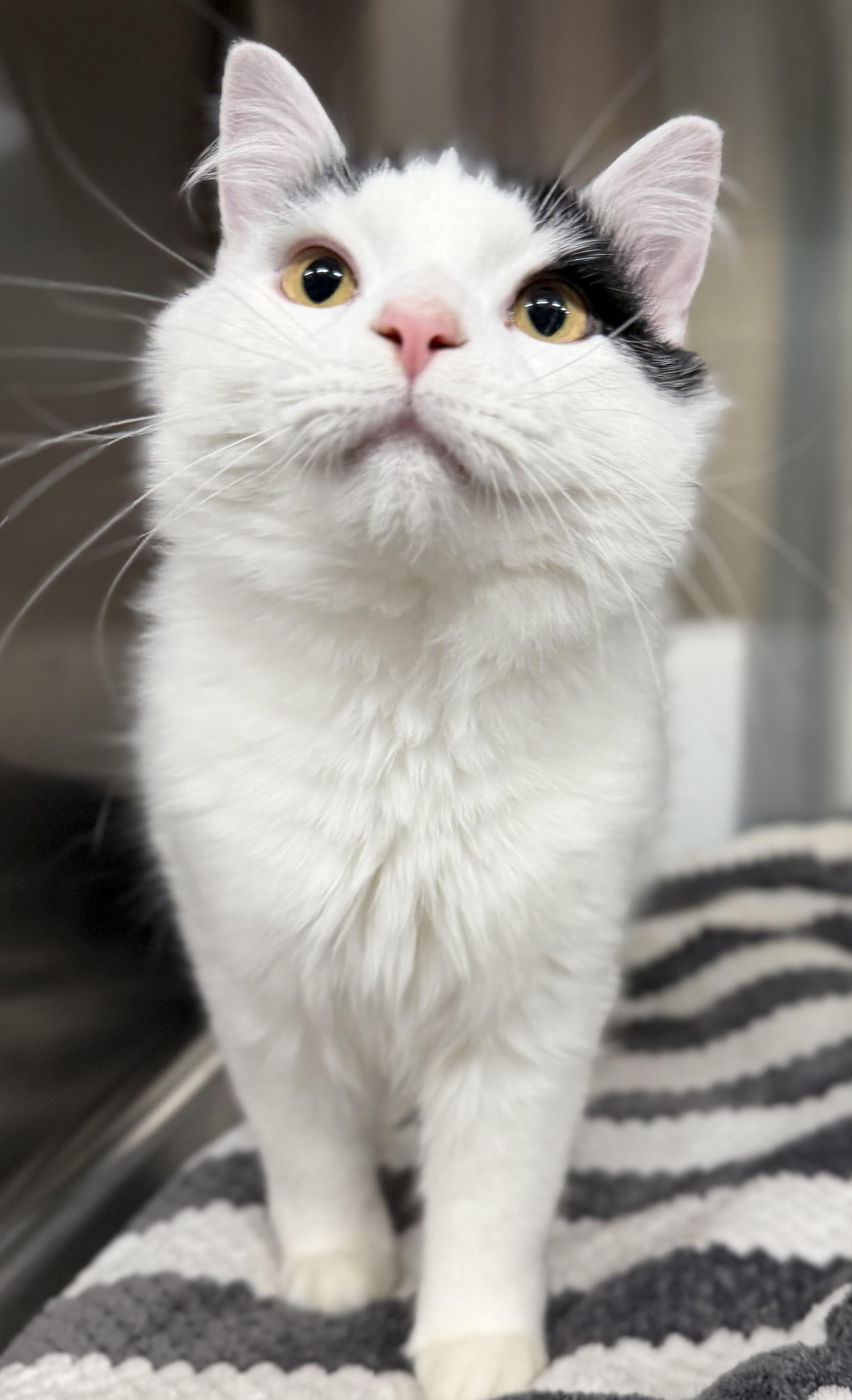 Enlarge Steven , a ADOPTABLE Domestic Medium Hair in Brooks, ME image 4/4