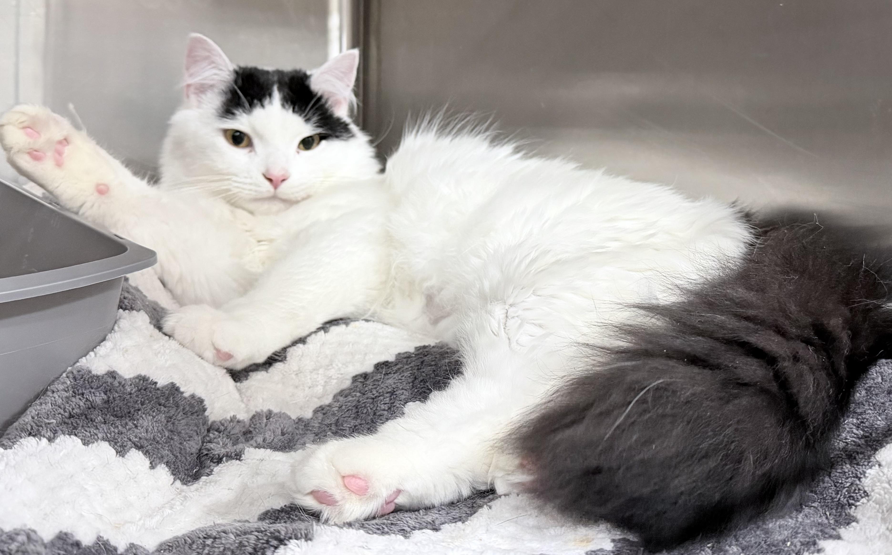 Enlarge Steven , a ADOPTABLE Domestic Medium Hair in Brooks, ME image 2/4