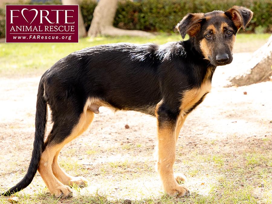 Enlarge Bubs, a Adoptable mixed breed in Marina Del Rey, CA image 3/6